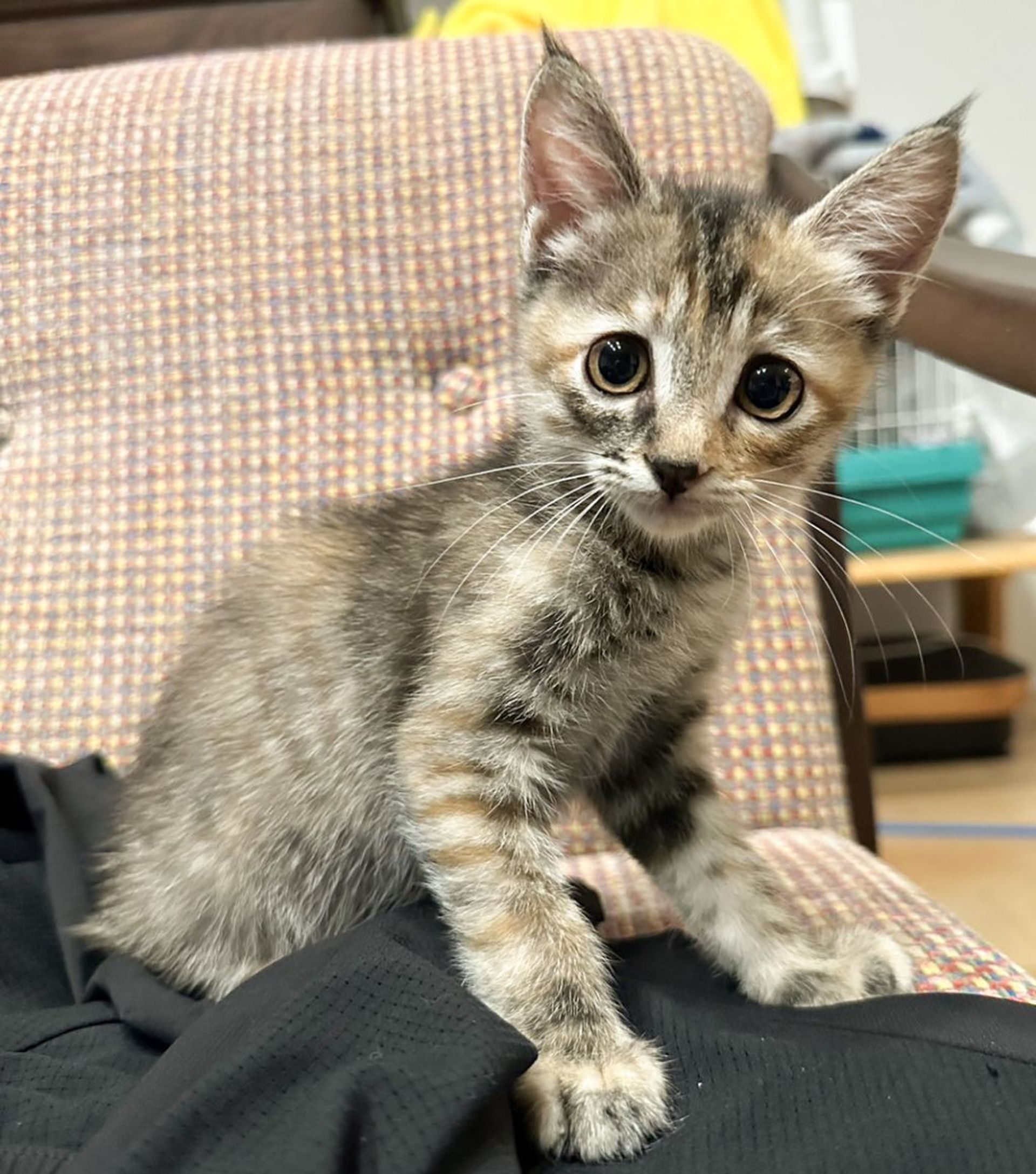 雑種（ミックス猫）・メスの里親募集の写真
