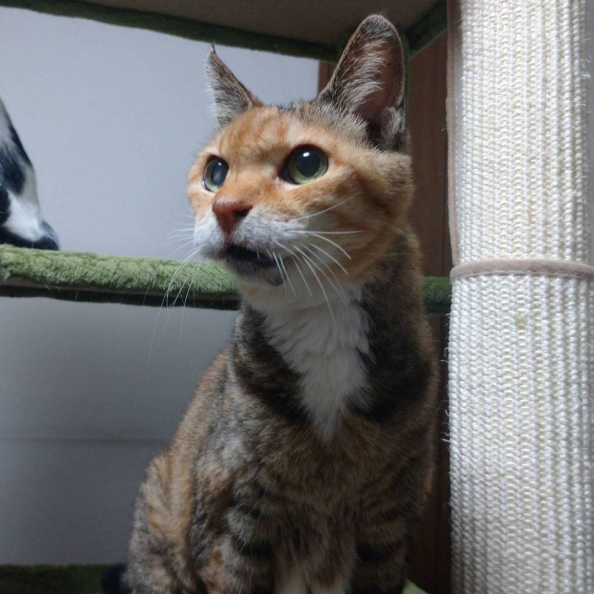 雑種（ミックス猫）・メスの里親募集の写真
