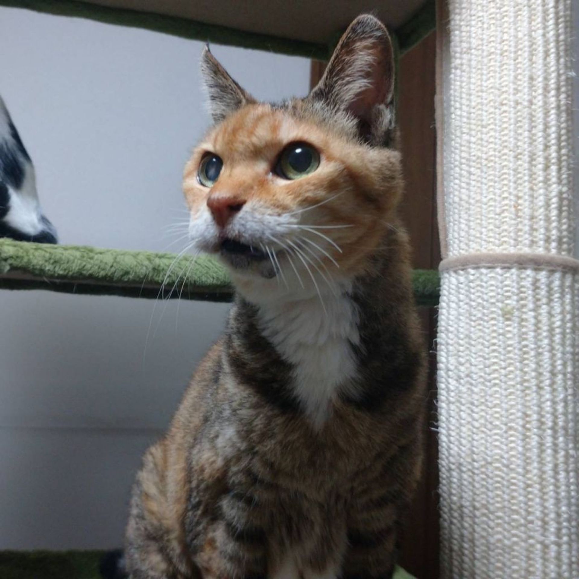雑種（ミックス猫）・メスの里親募集の写真