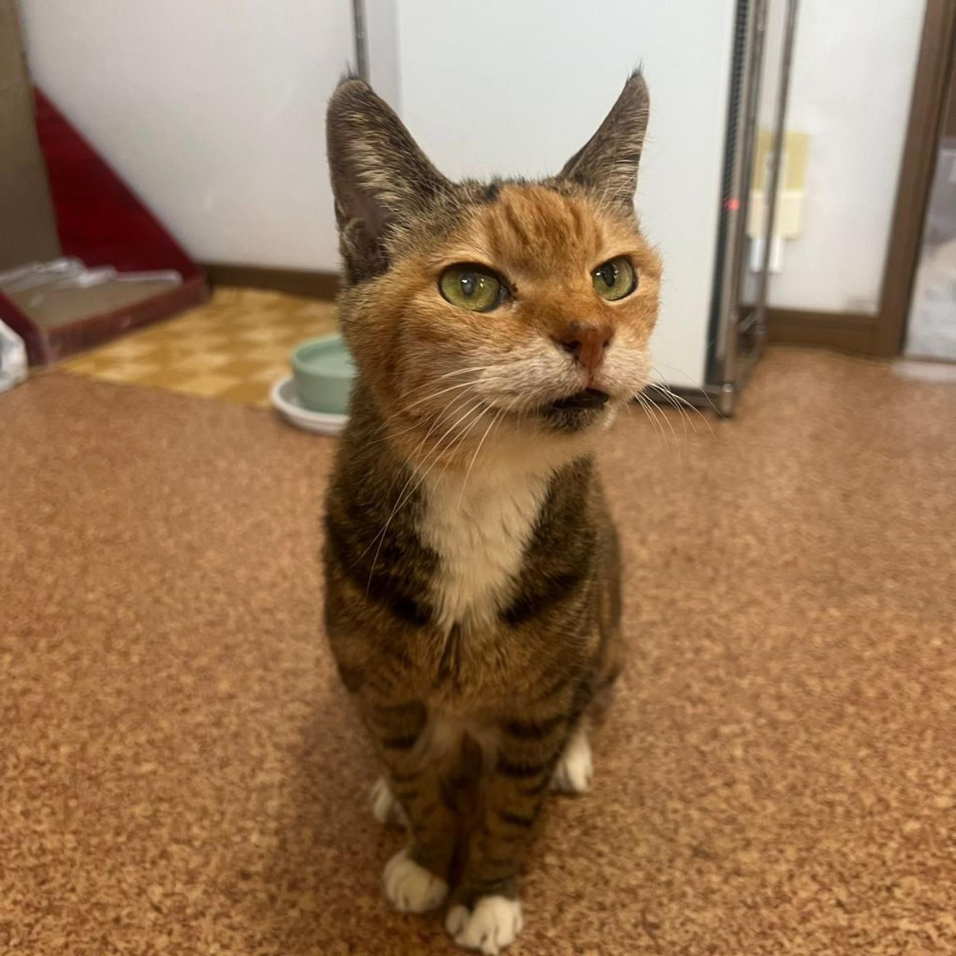 pet-image-3