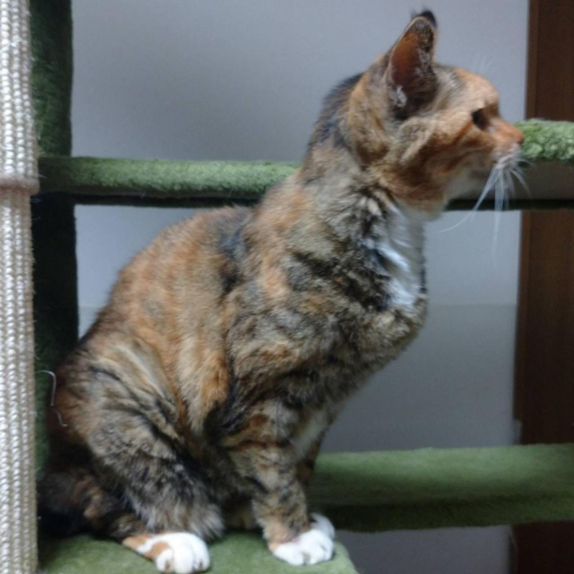 pet-image-4