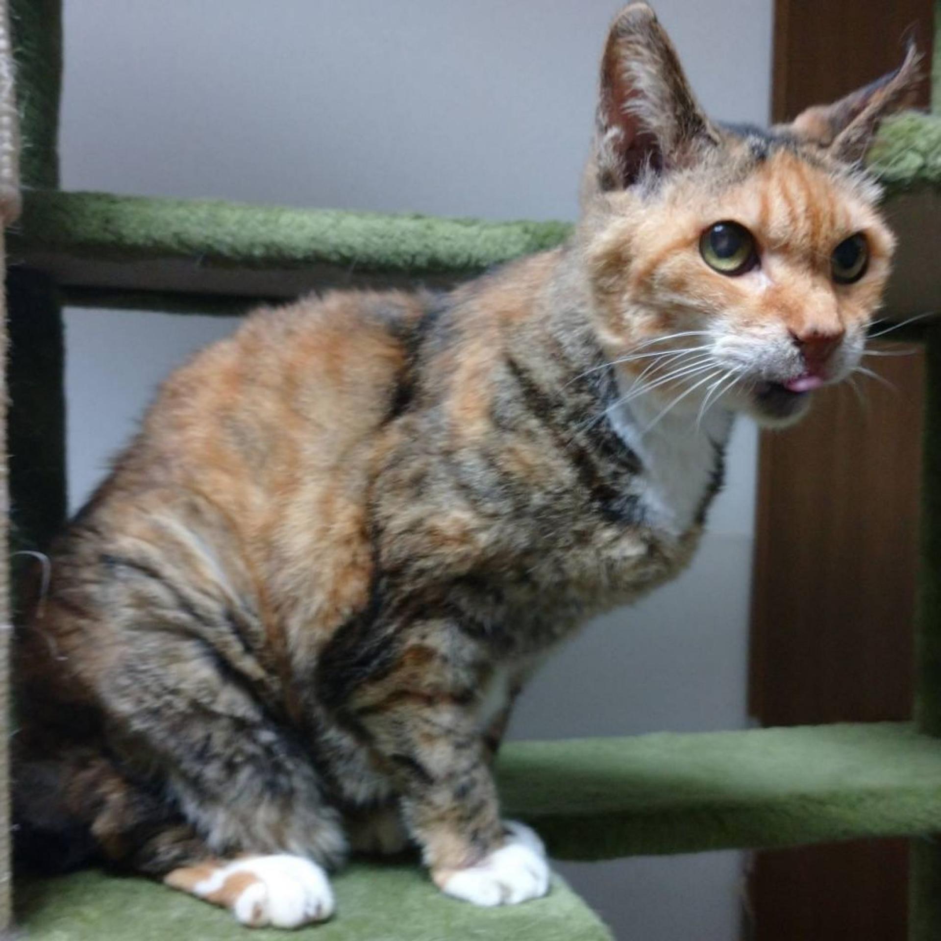 pet-image-5