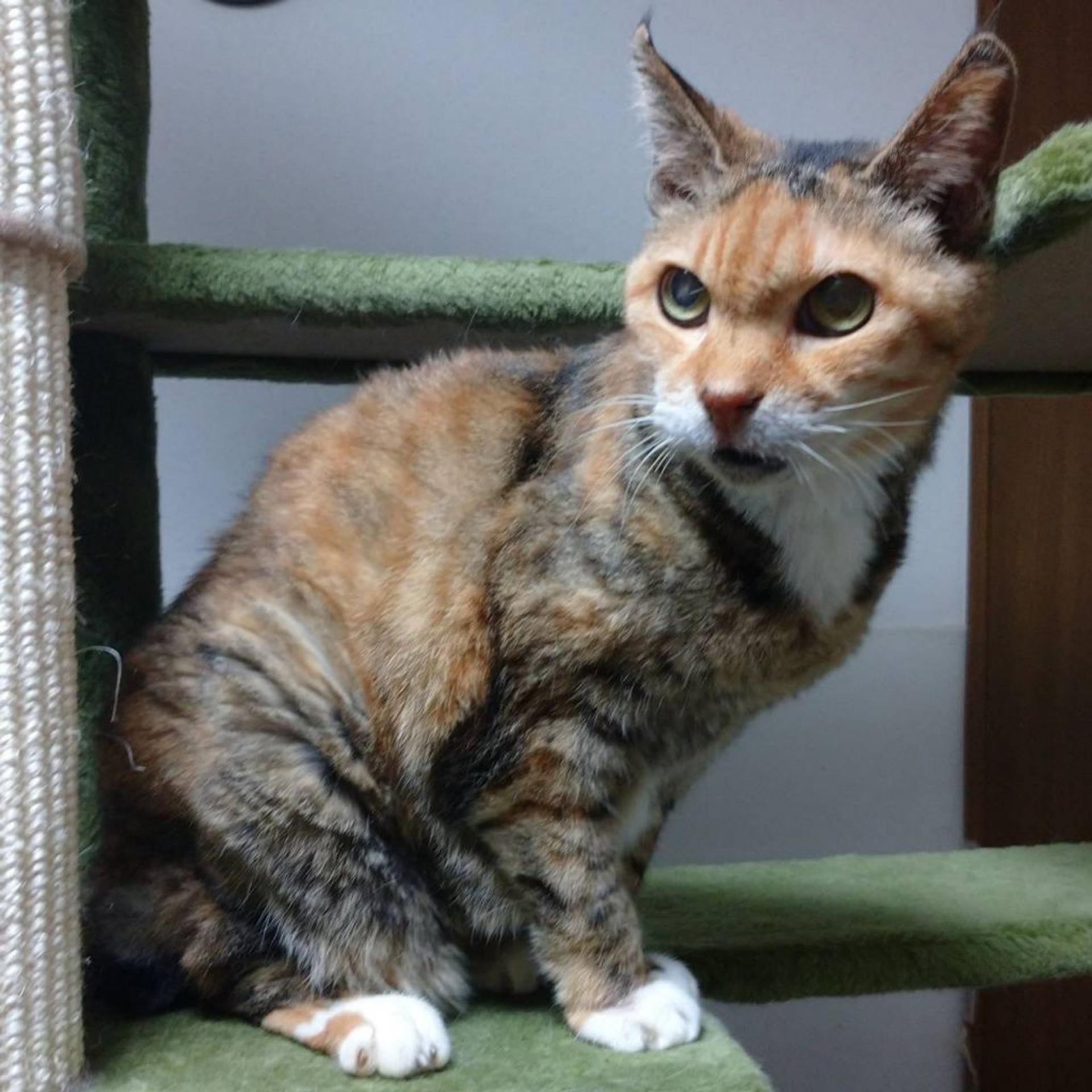pet-image-6