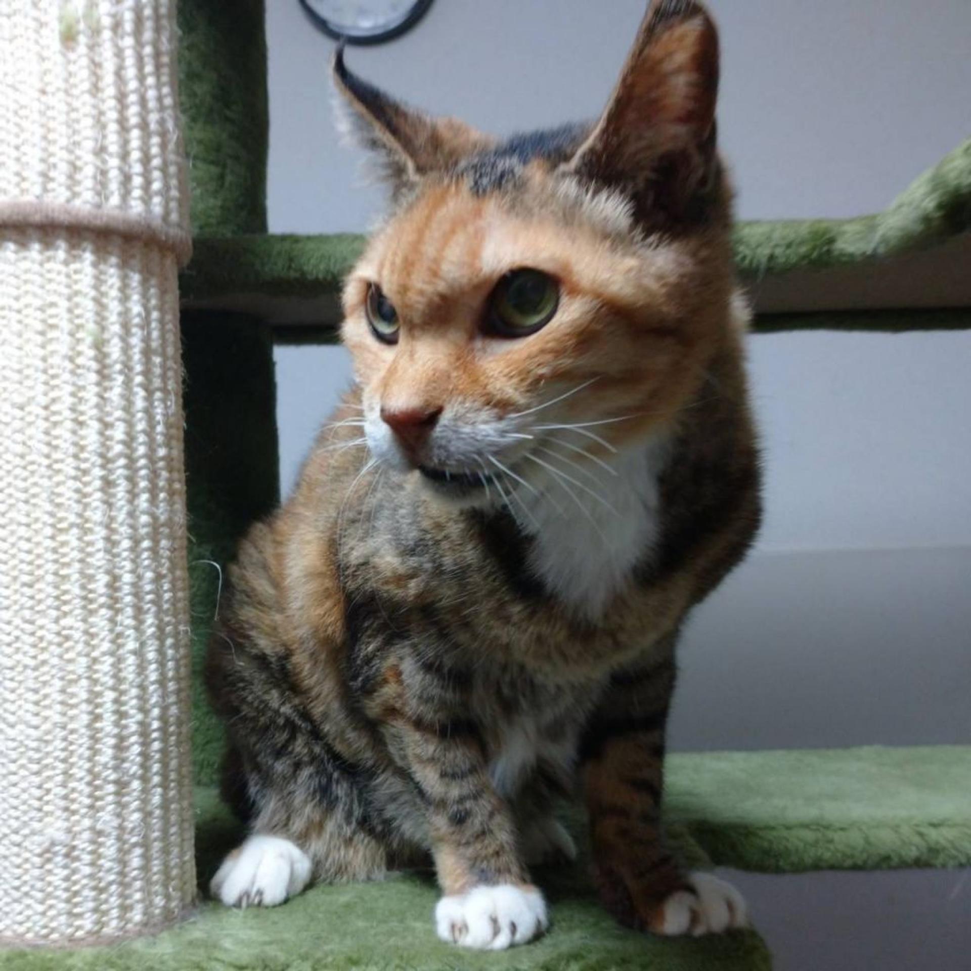 pet-image-7