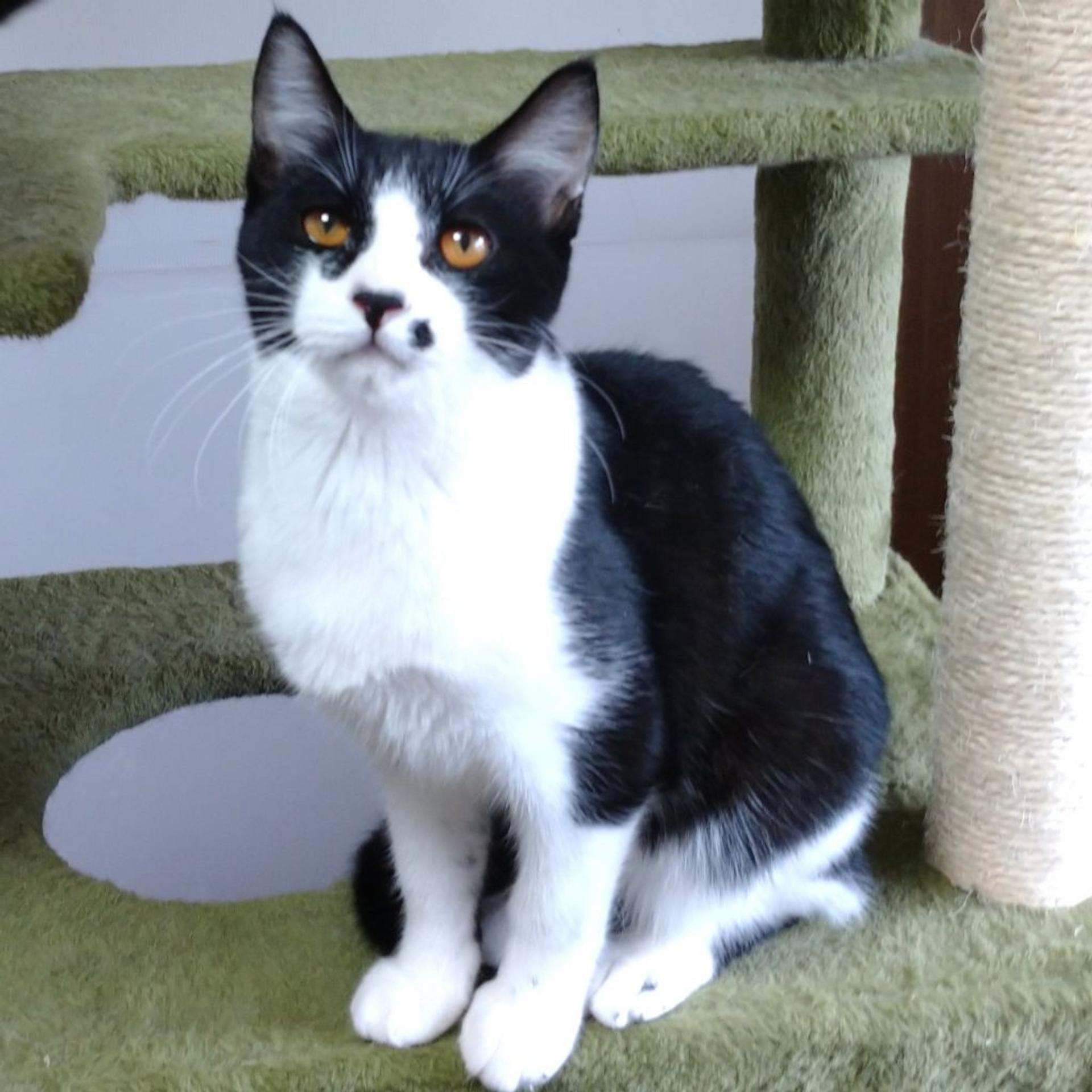 pet-image-2