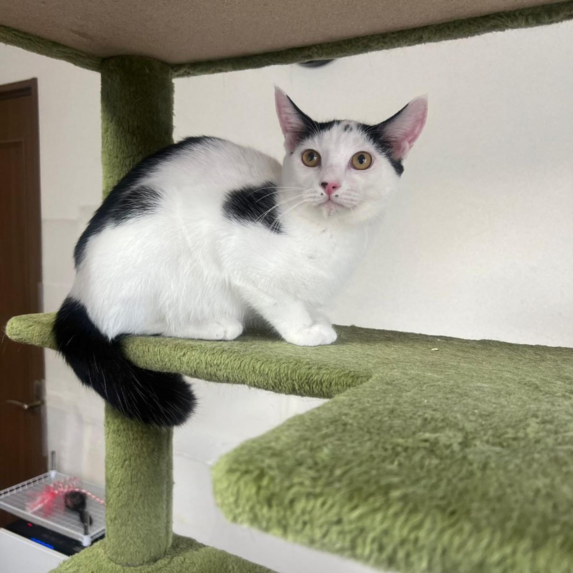 pet-image-5