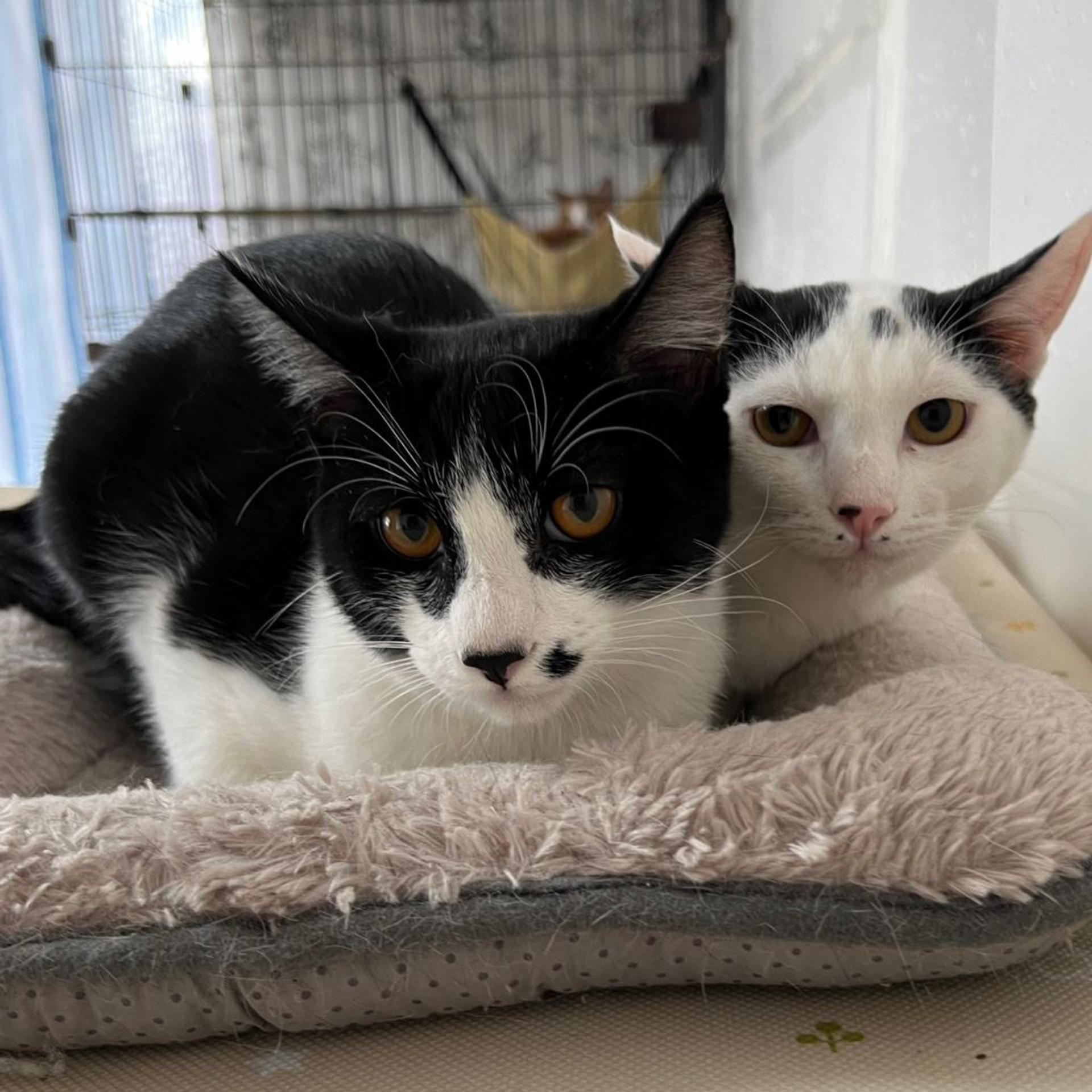 pet-image-8