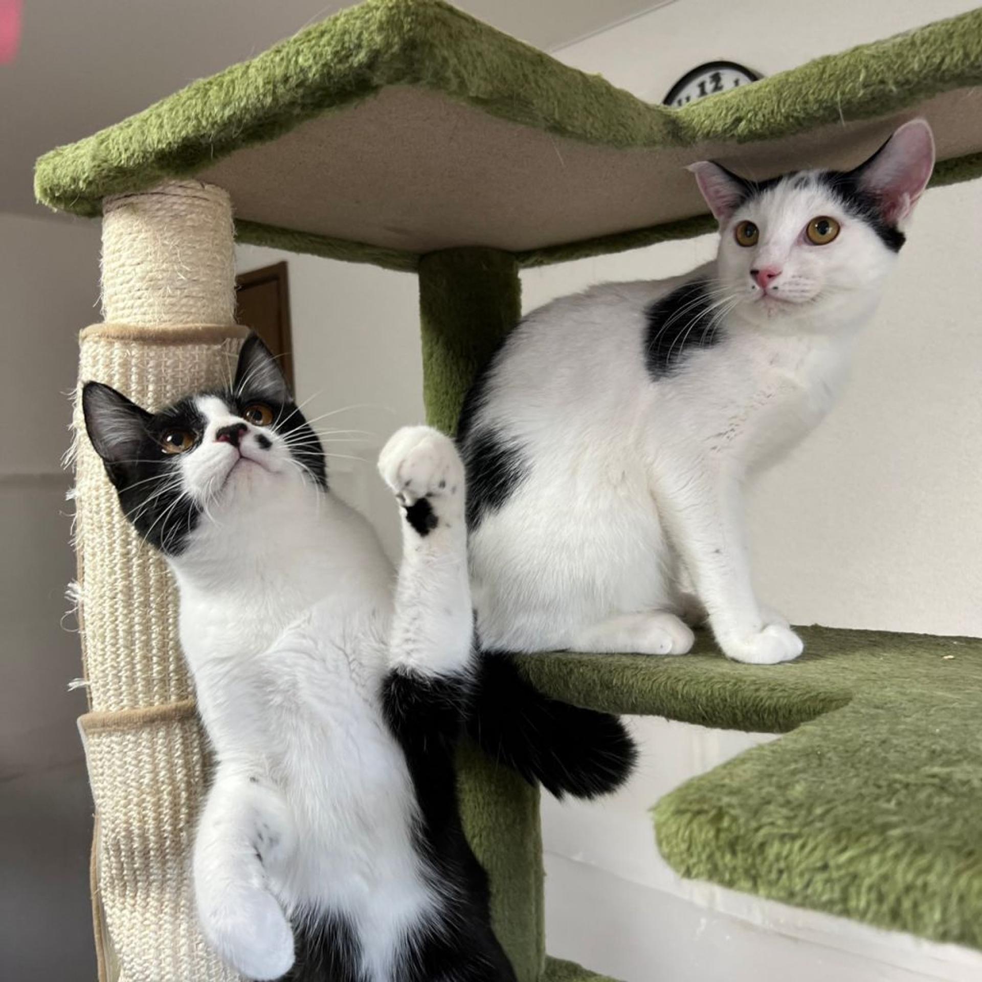 pet-image-9