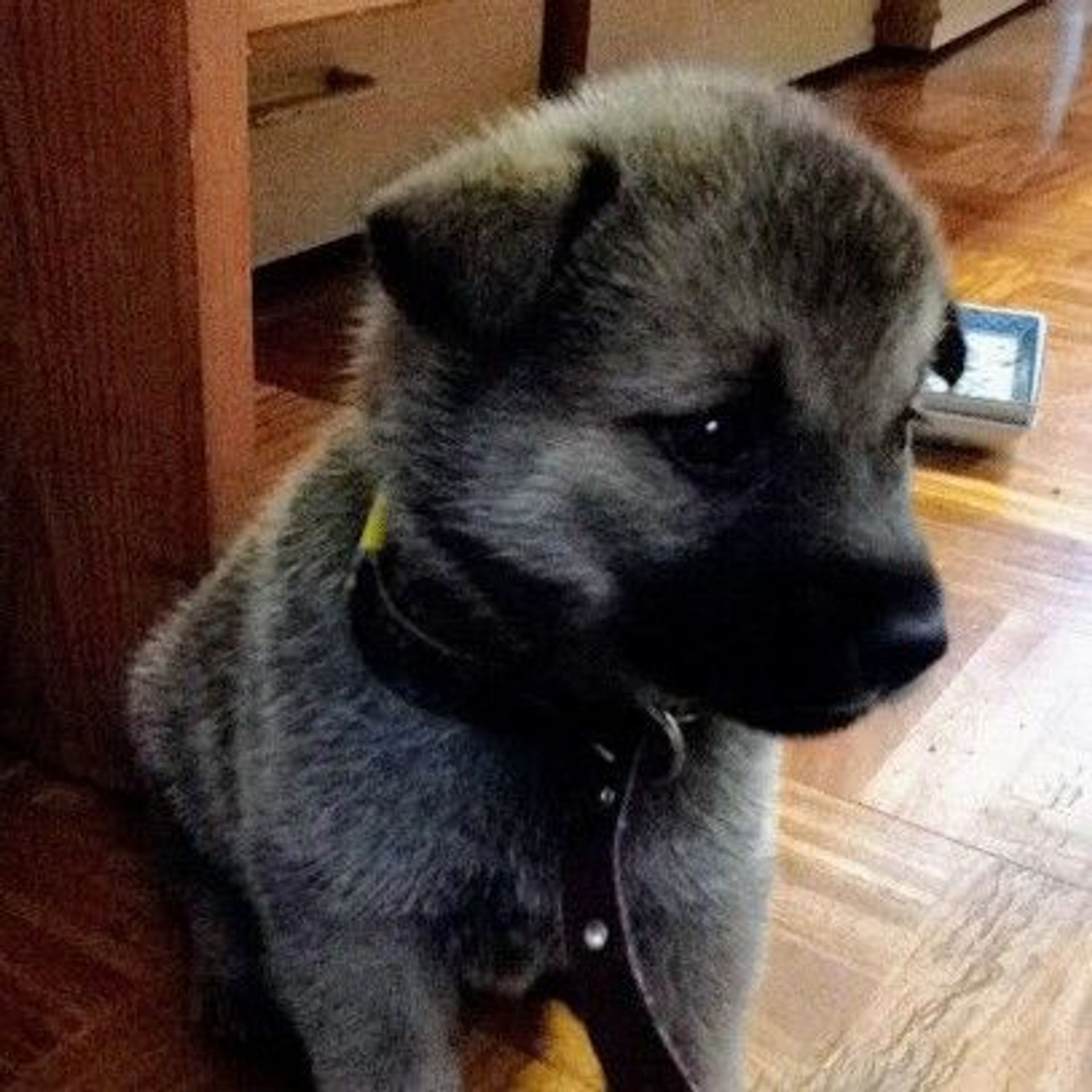 雑種（ミックス犬）・メスの里親募集の写真