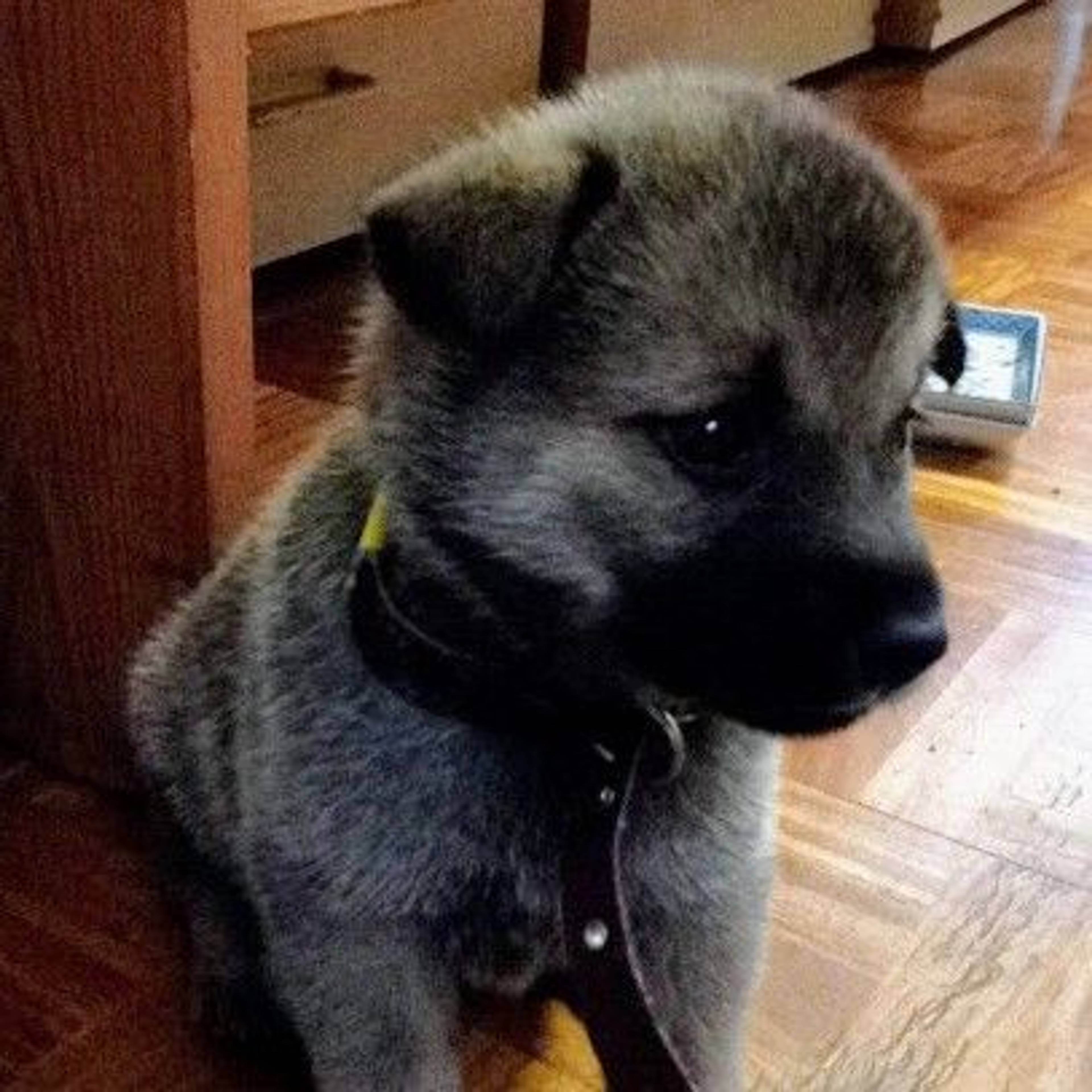 雑種（ミックス犬）・メスの里親募集の写真