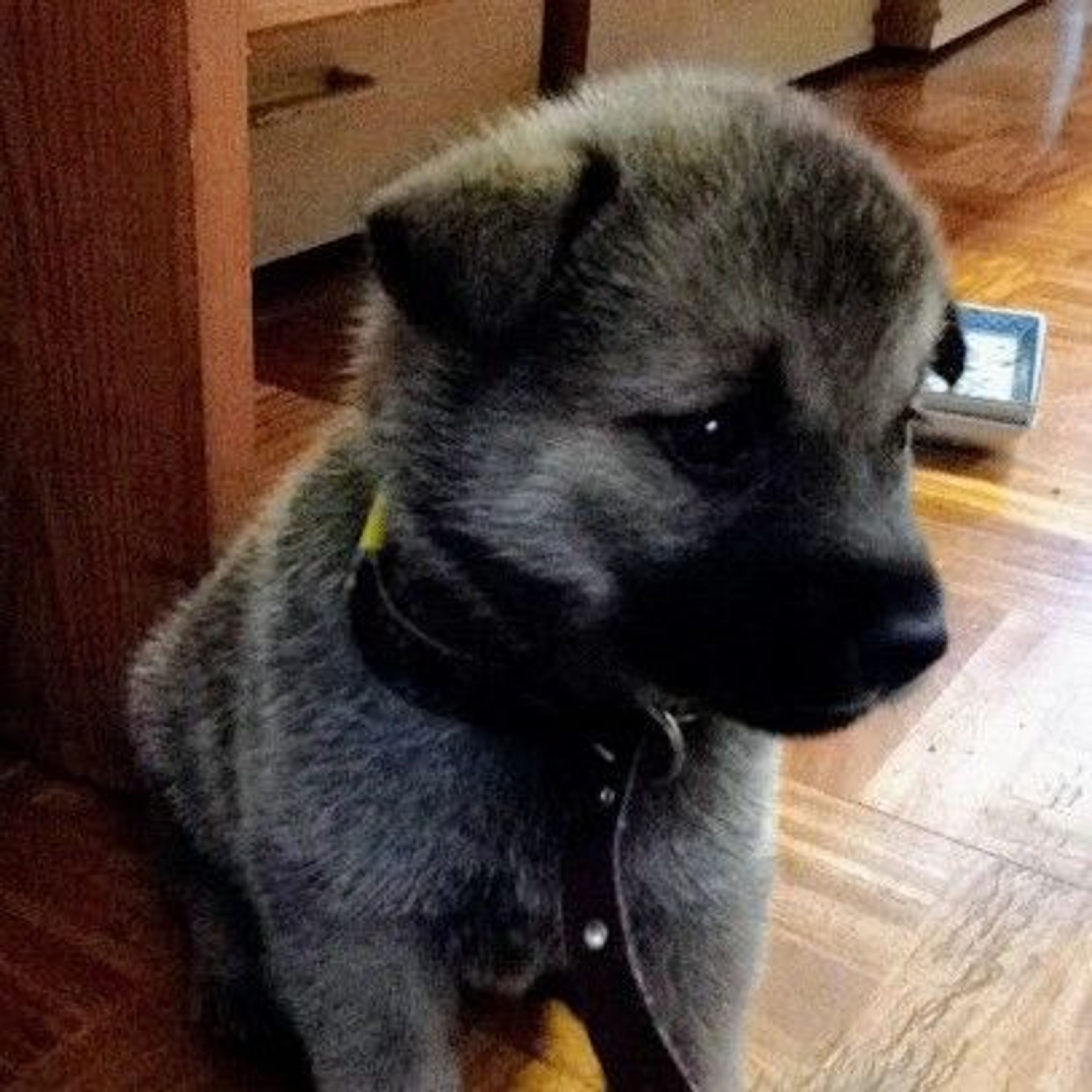 雑種（ミックス犬）・メスの里親募集の写真