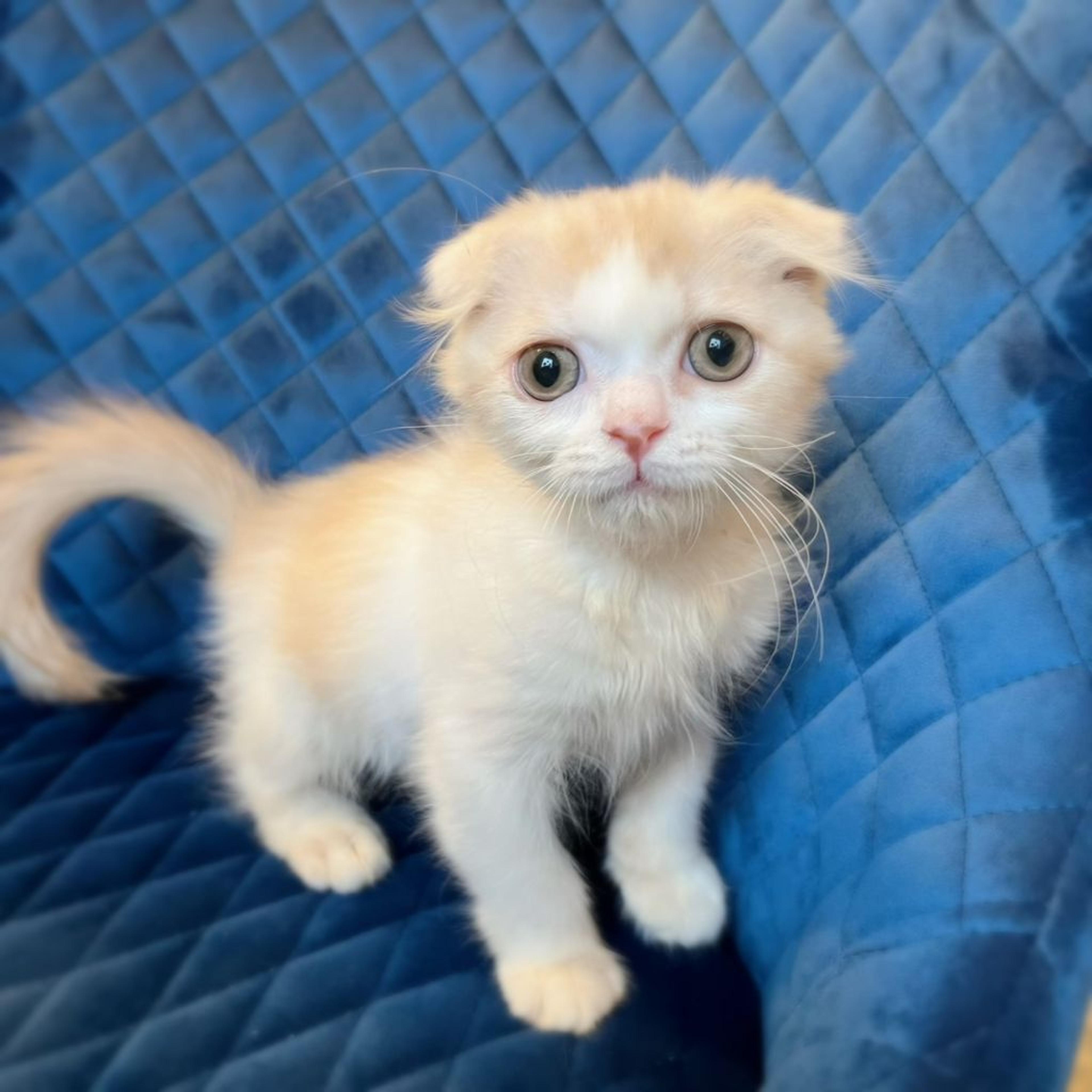 pet-image-2