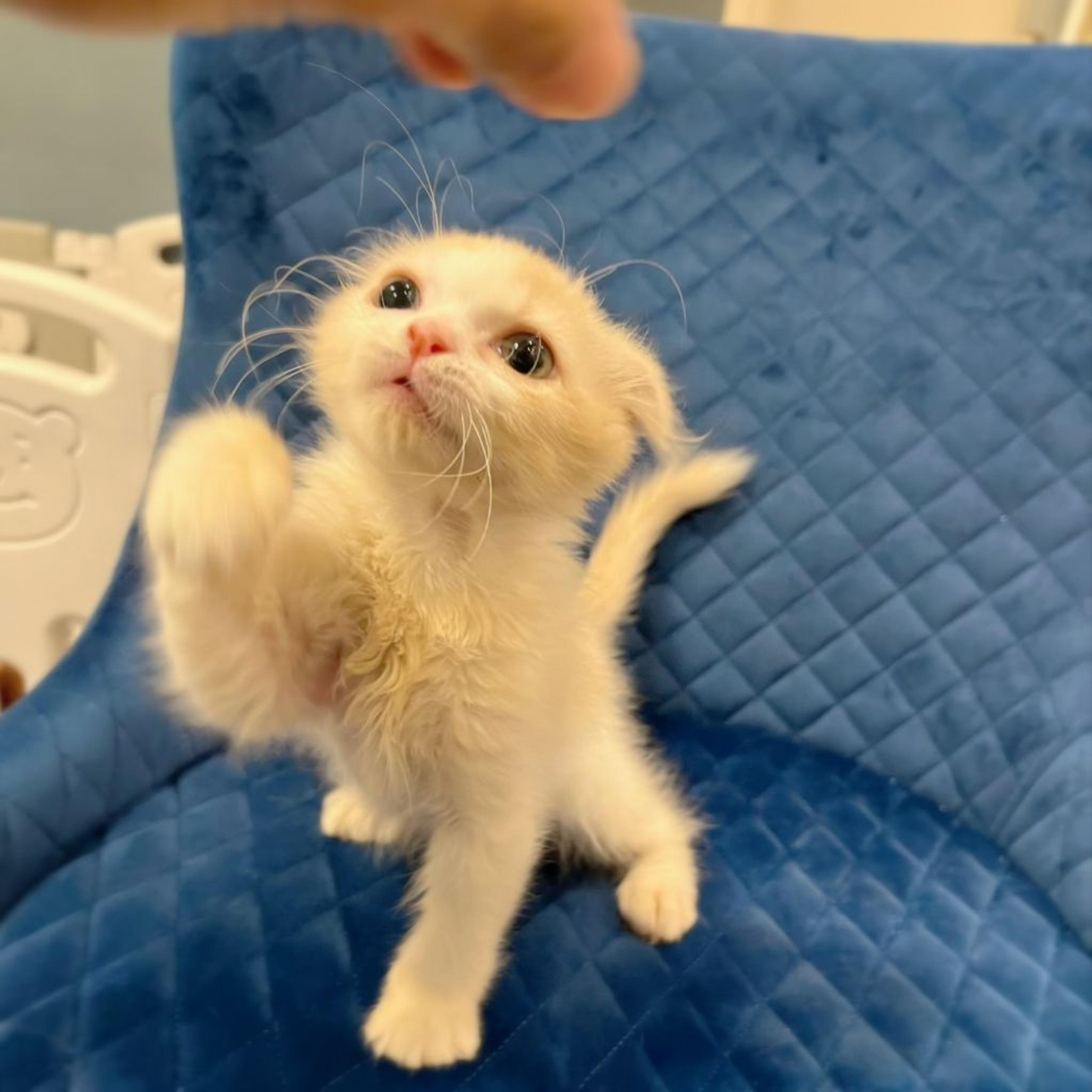 pet-image-3