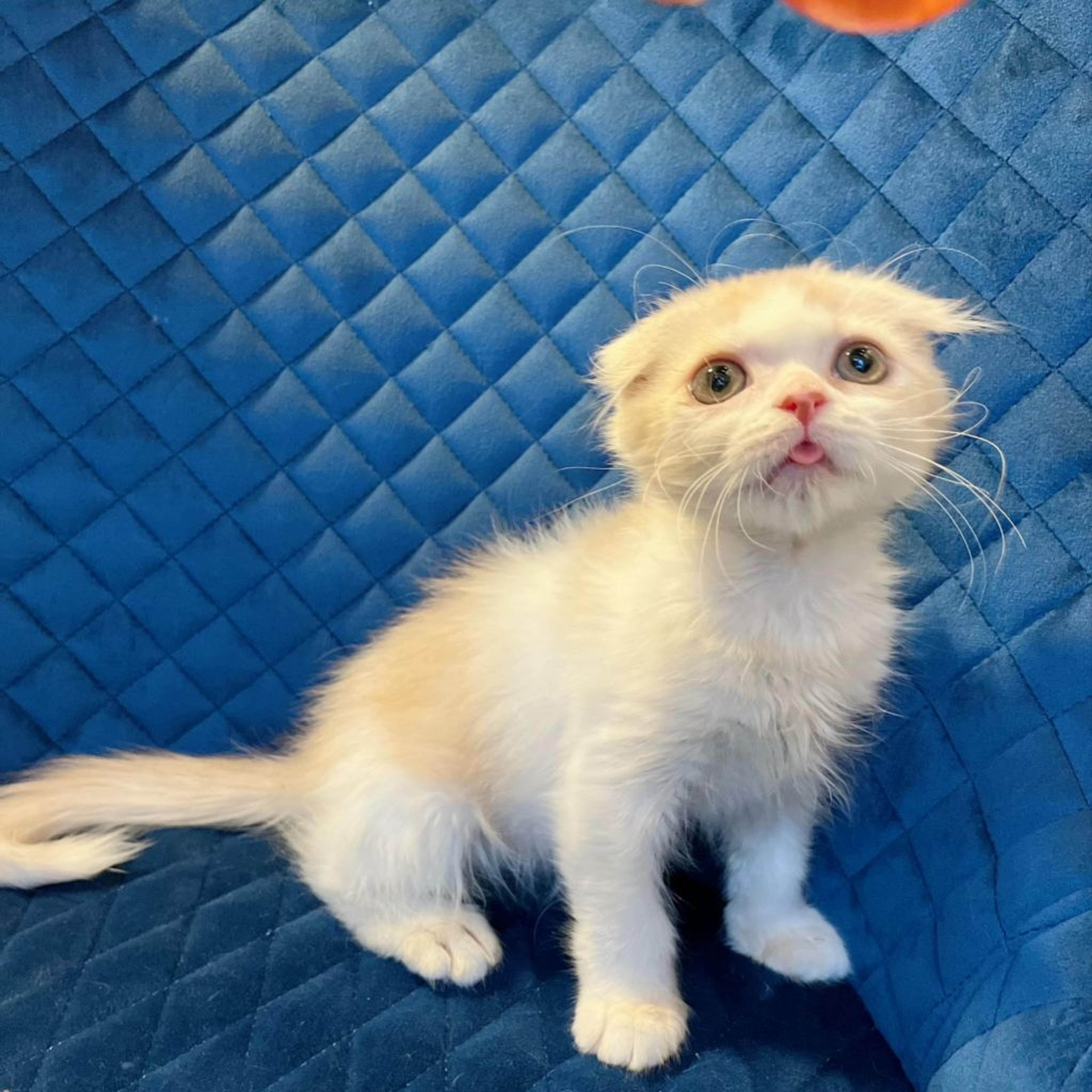 pet-image-4