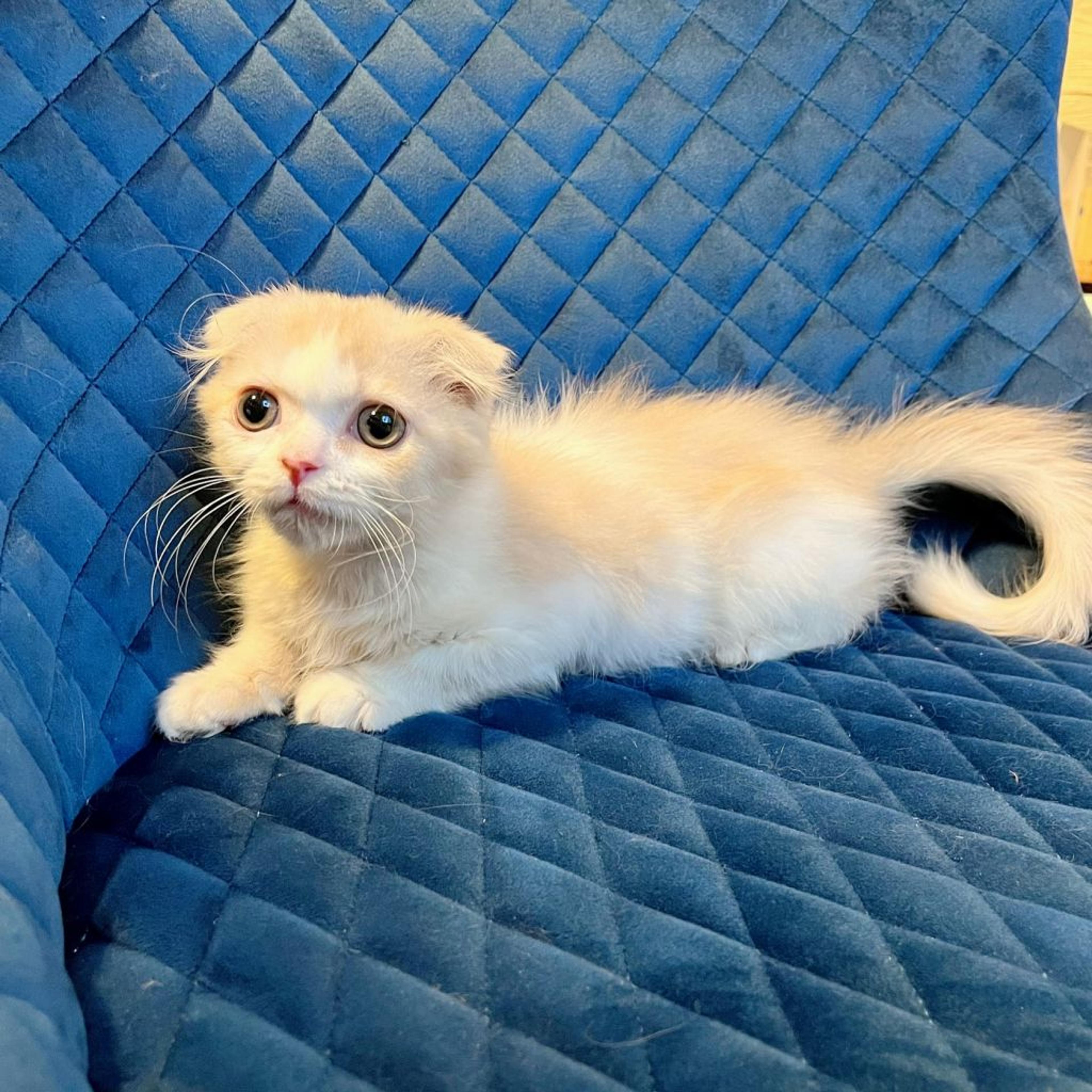 pet-image-5