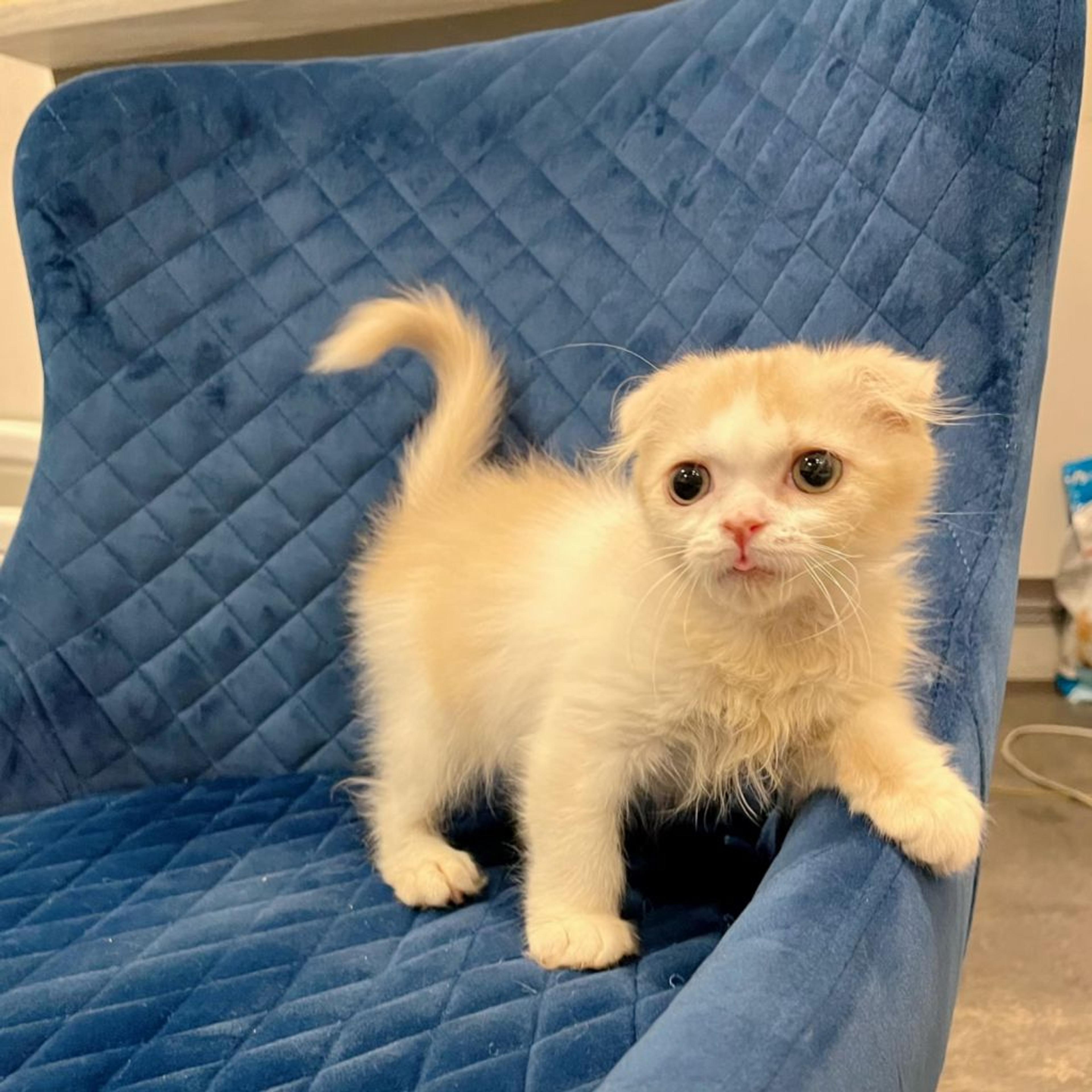 pet-image-8