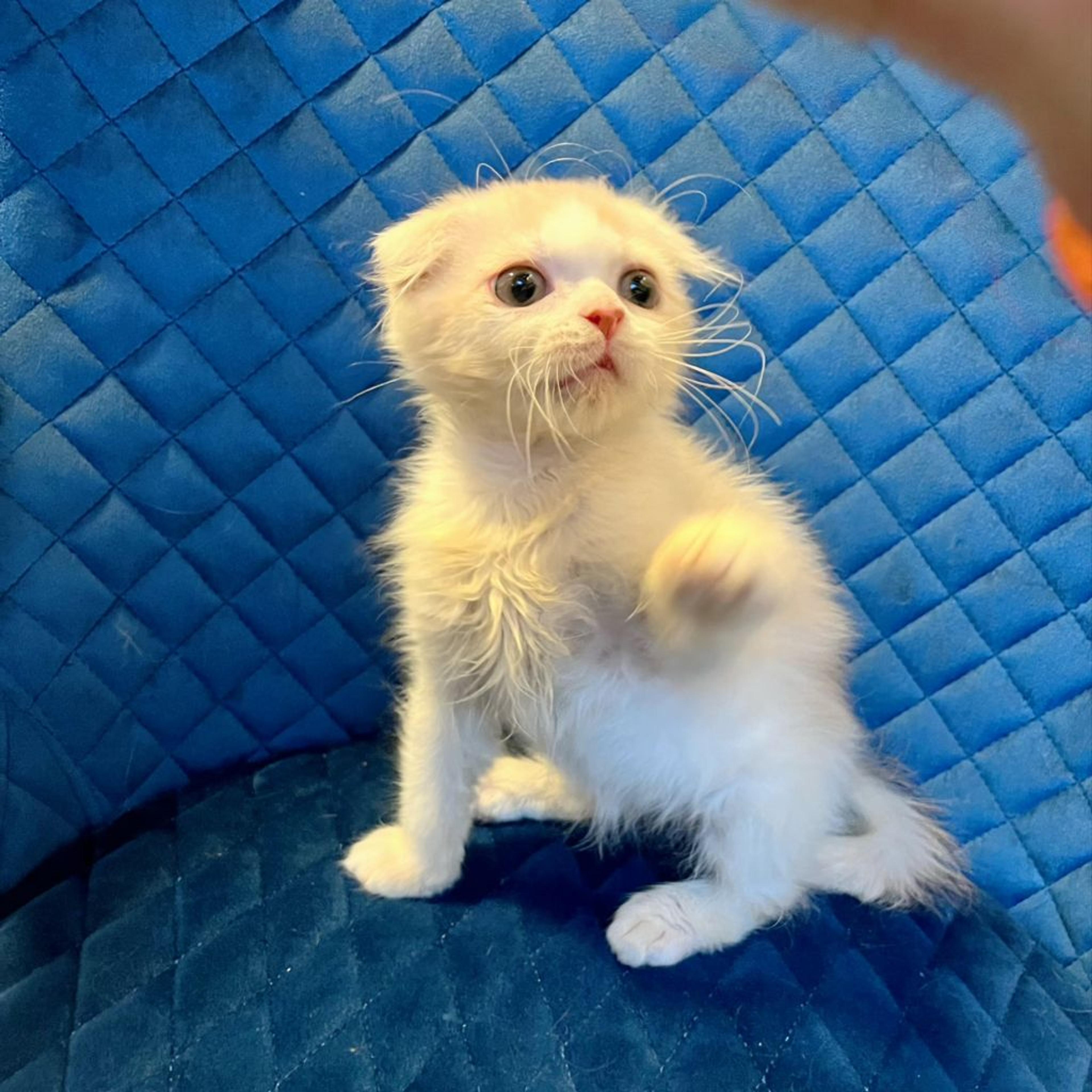 pet-image-9