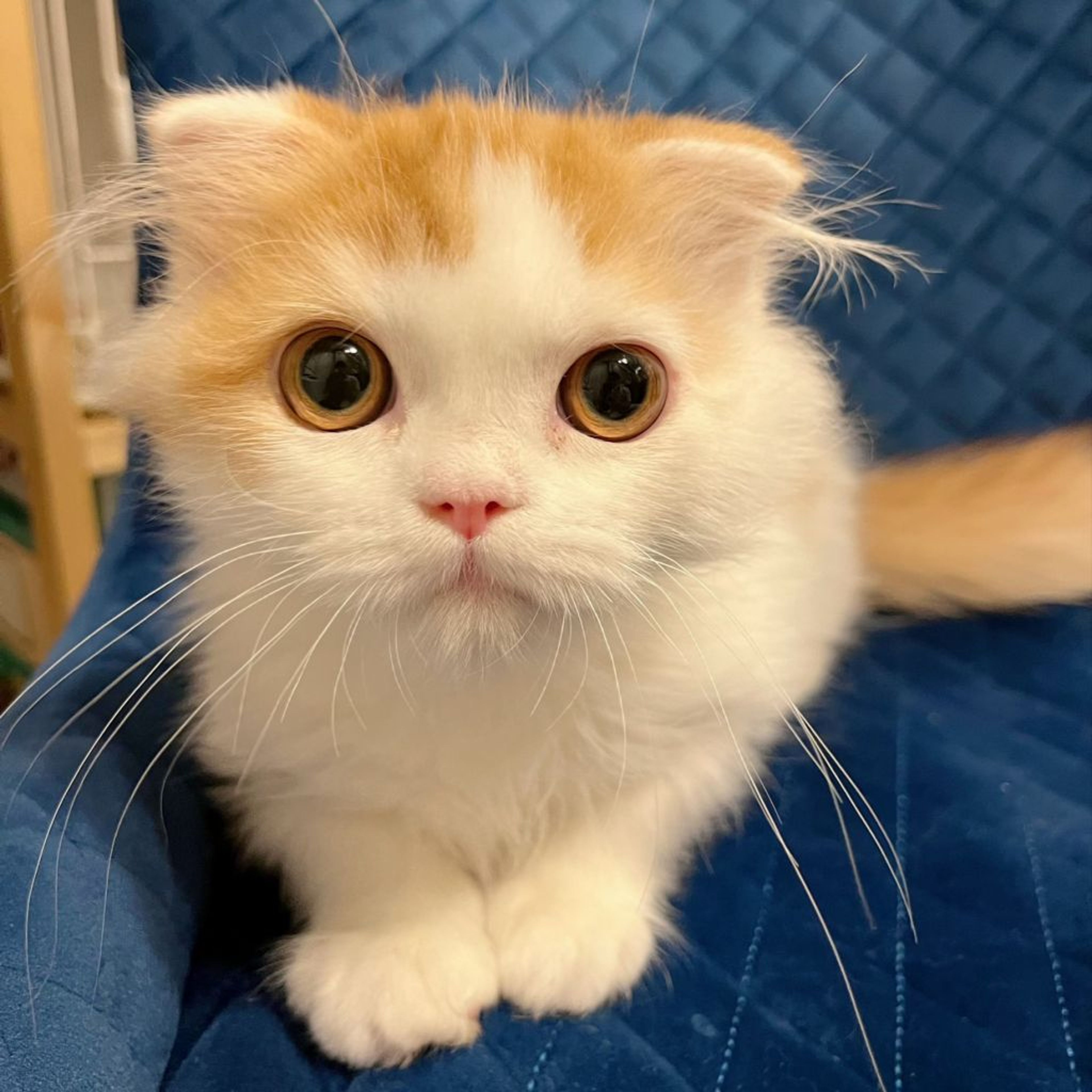 雑種（ミックス猫）・オスの里親募集の写真