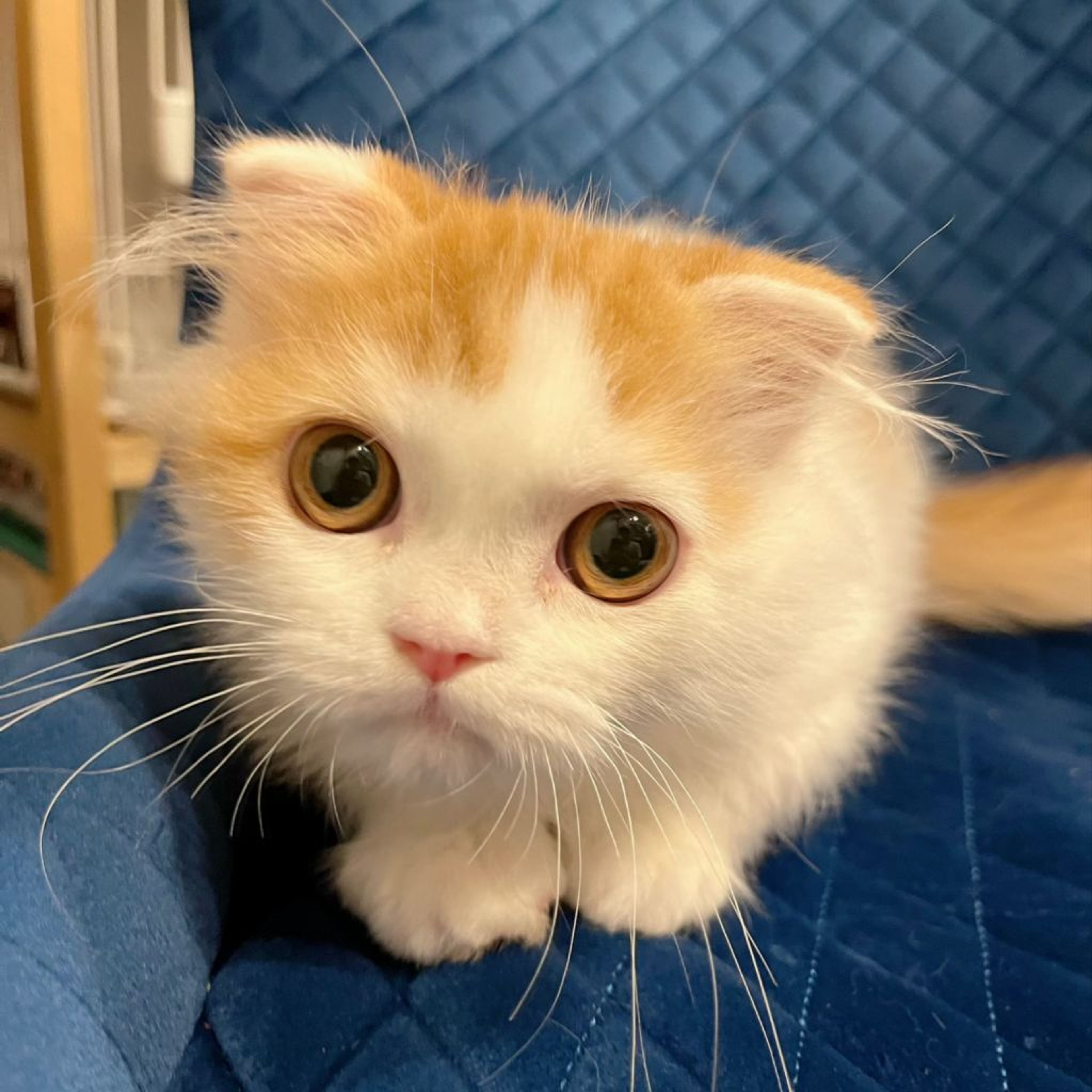 pet-image-3