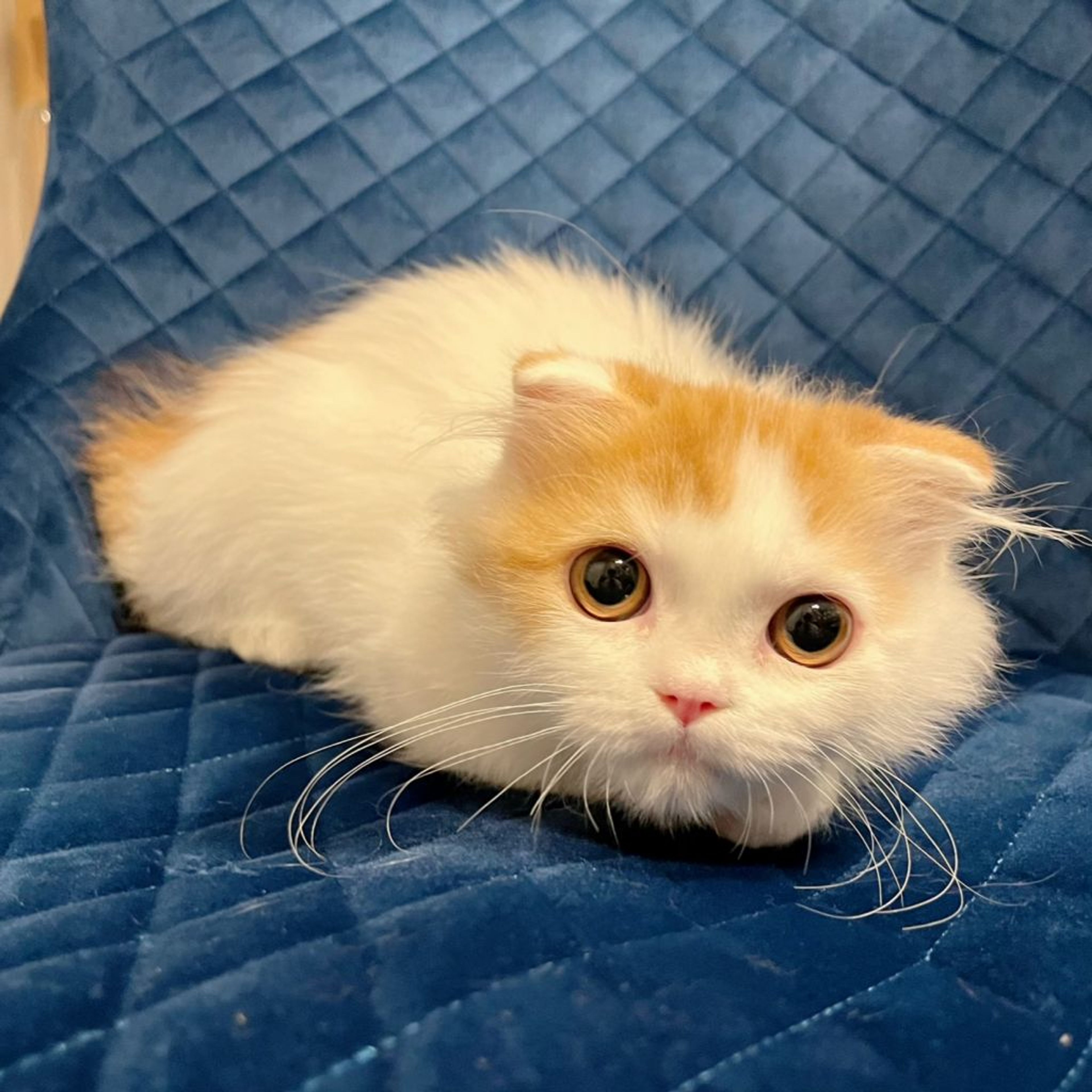 pet-image-4