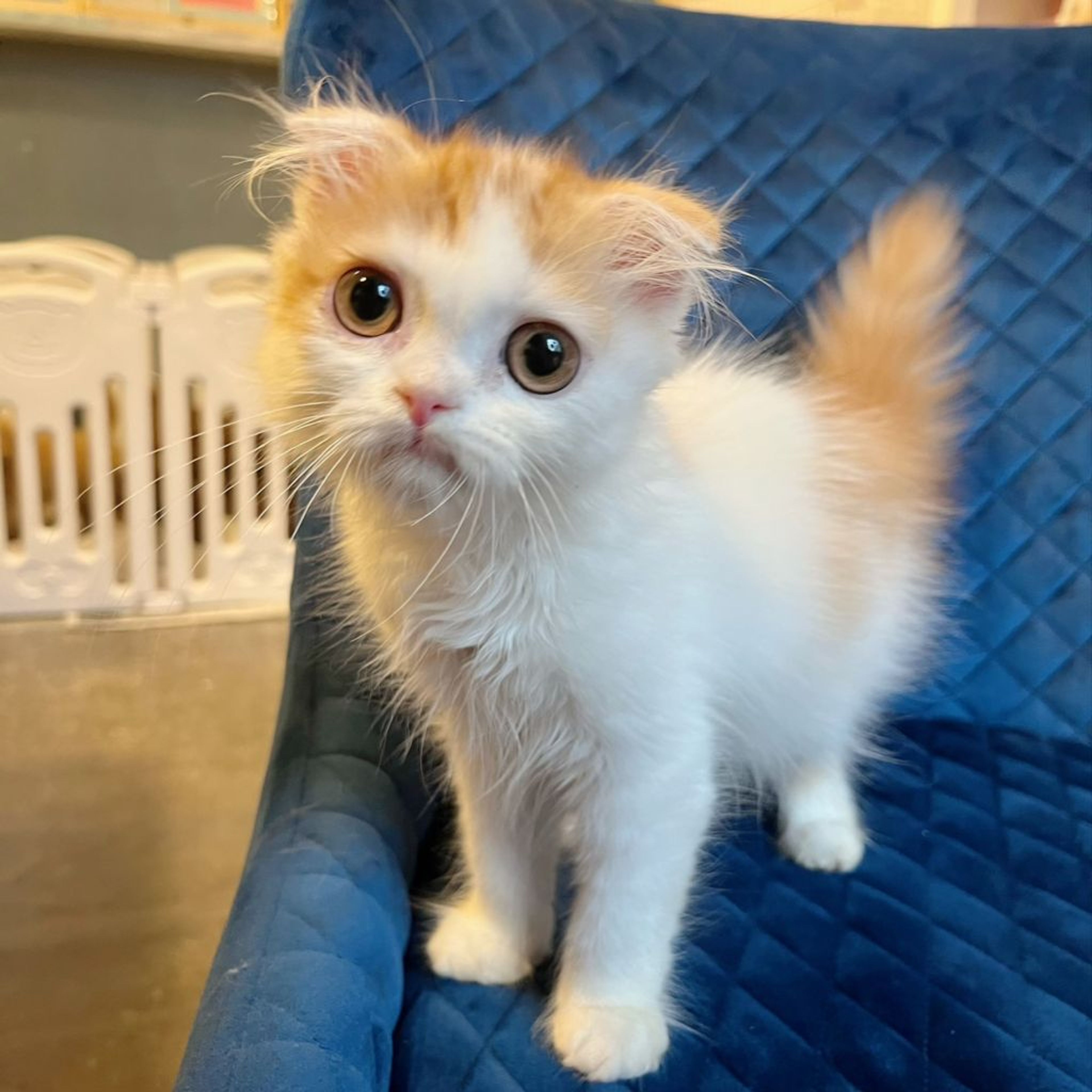 pet-image-5