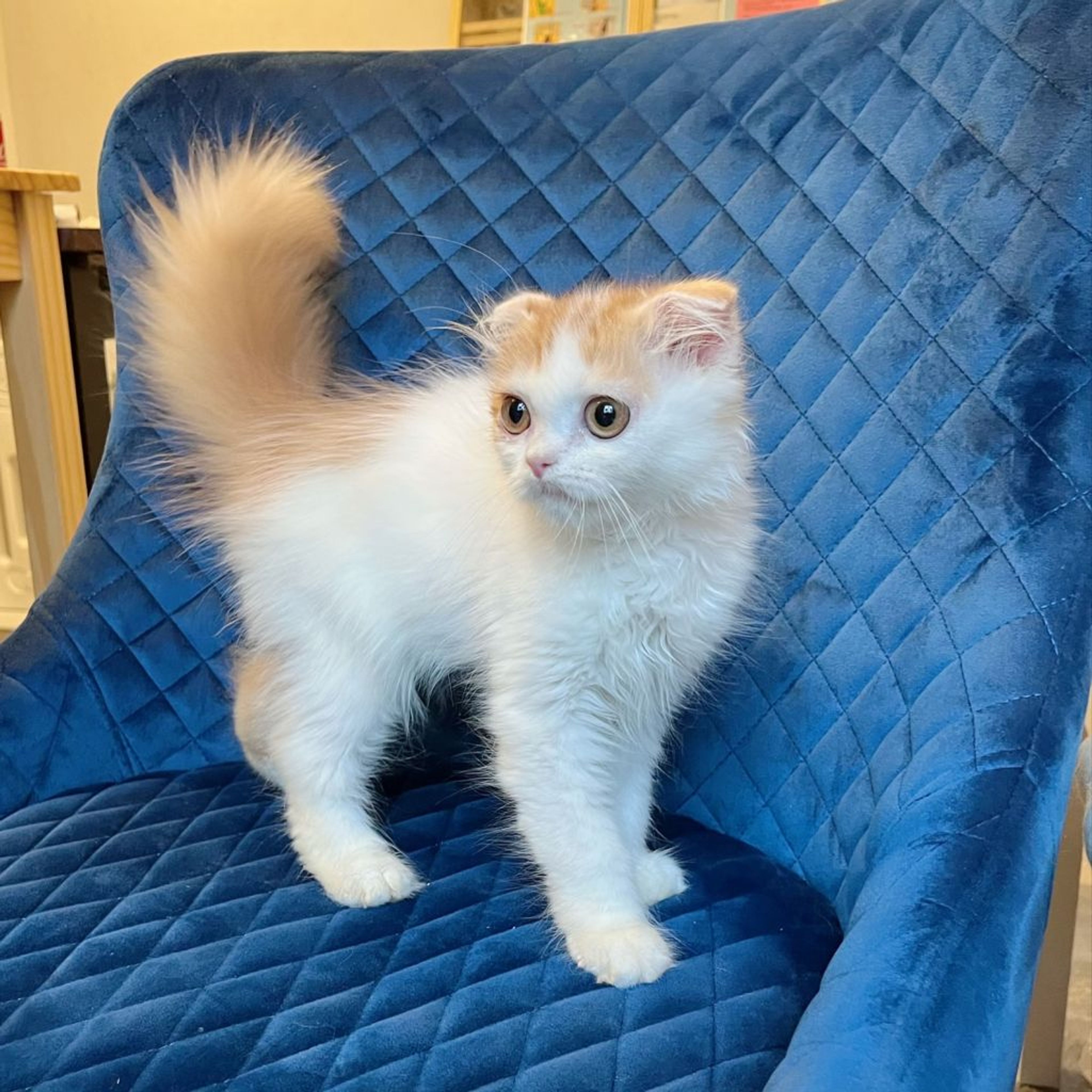pet-image-7
