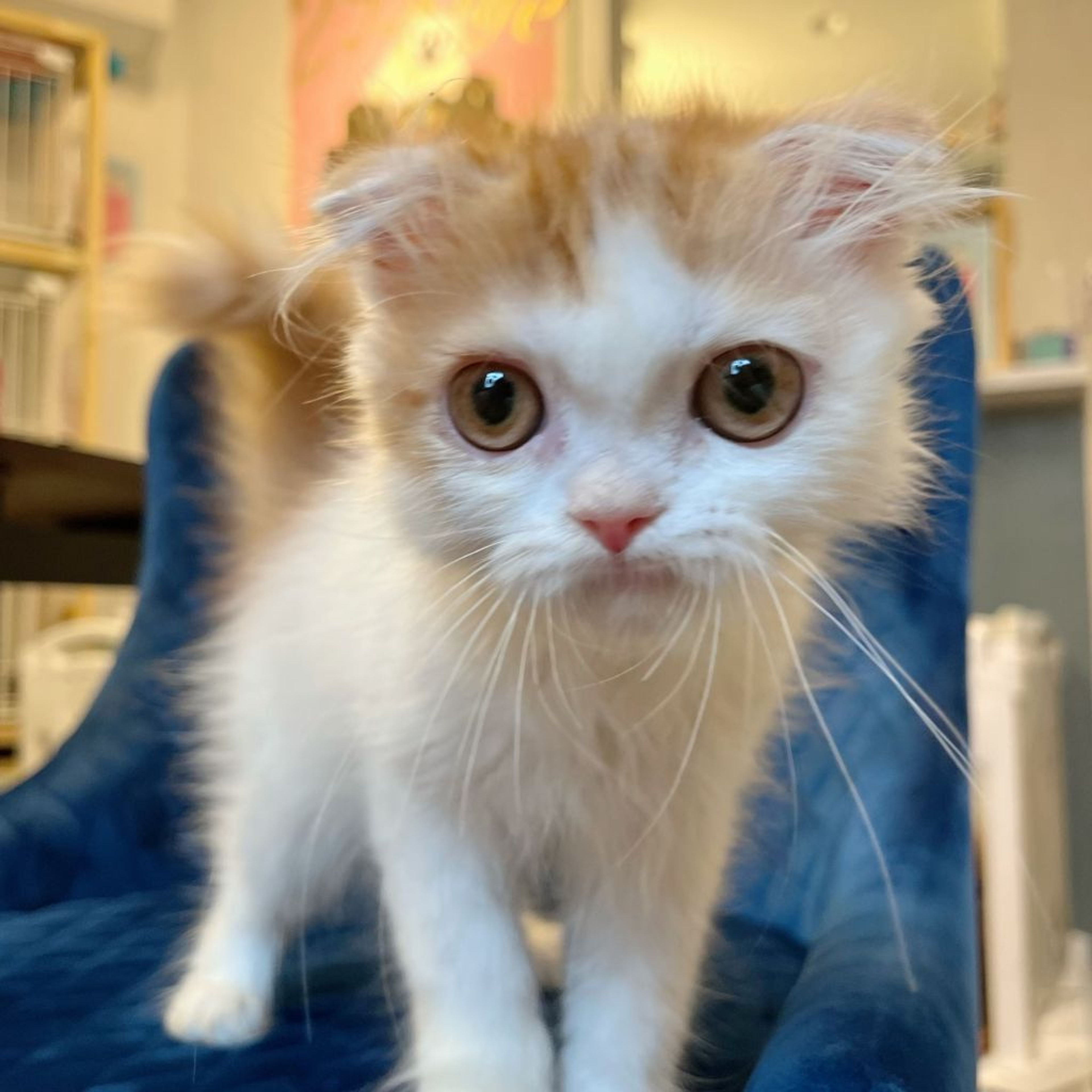 pet-image-8