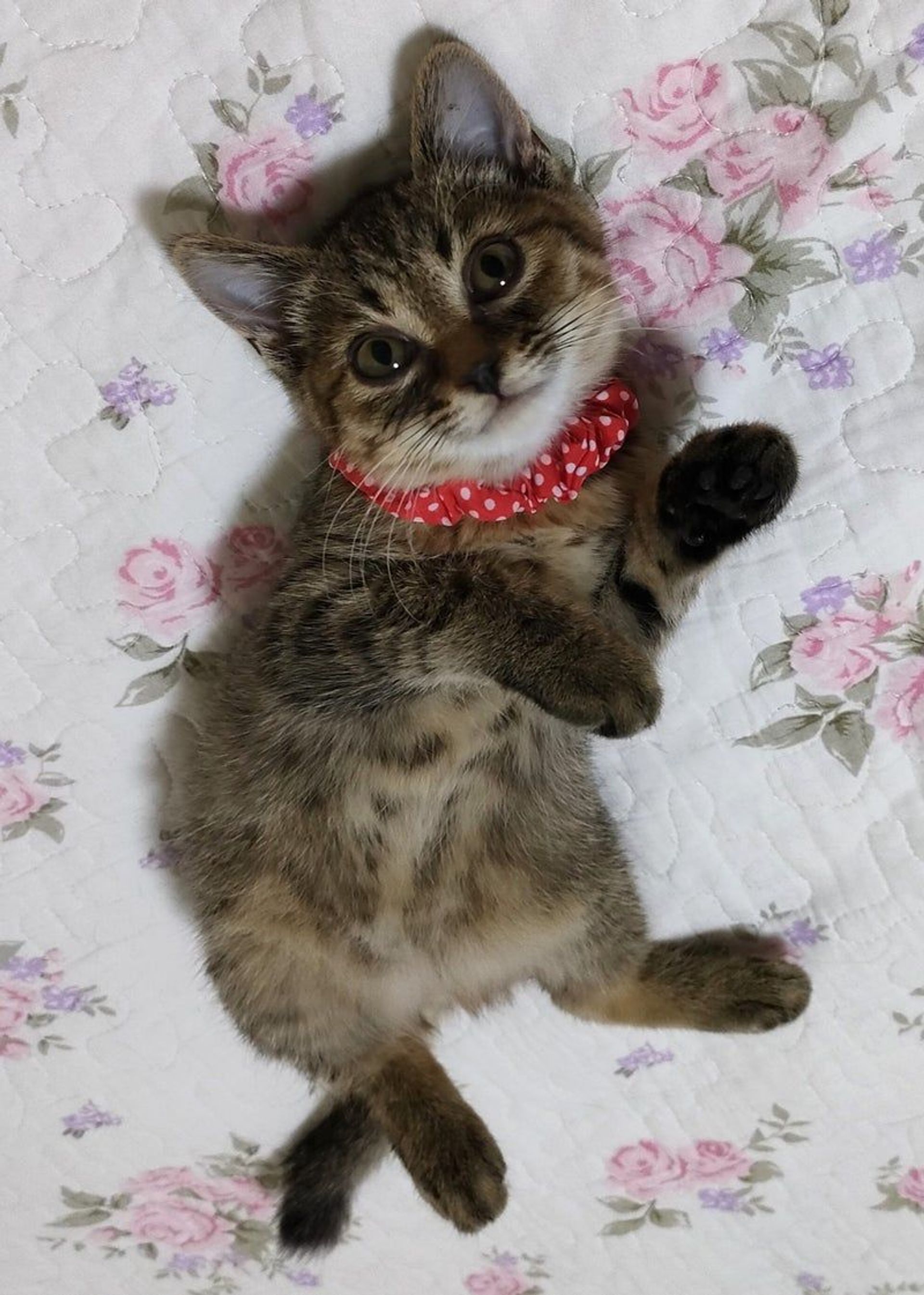 雑種（ミックス猫）・メスの里親募集の写真