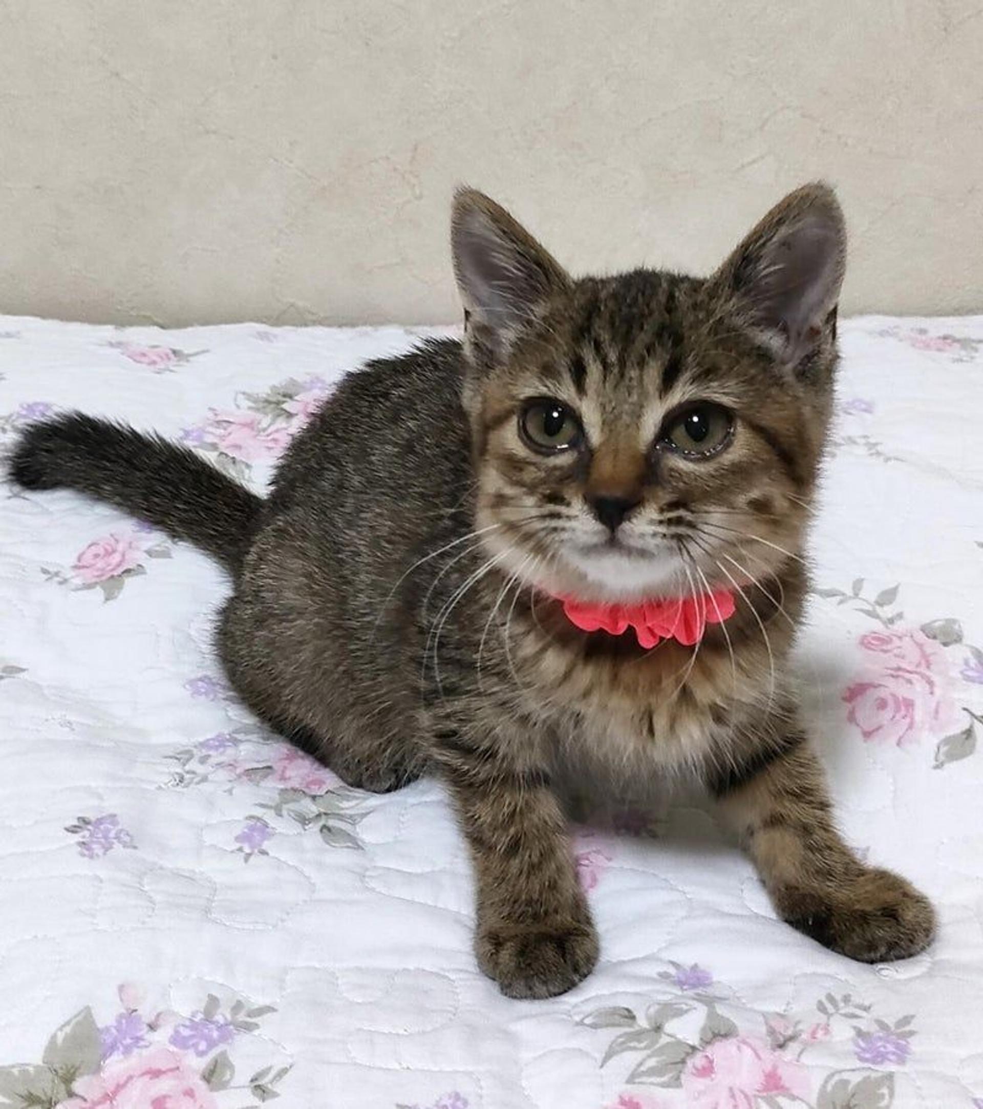 pet-image-2