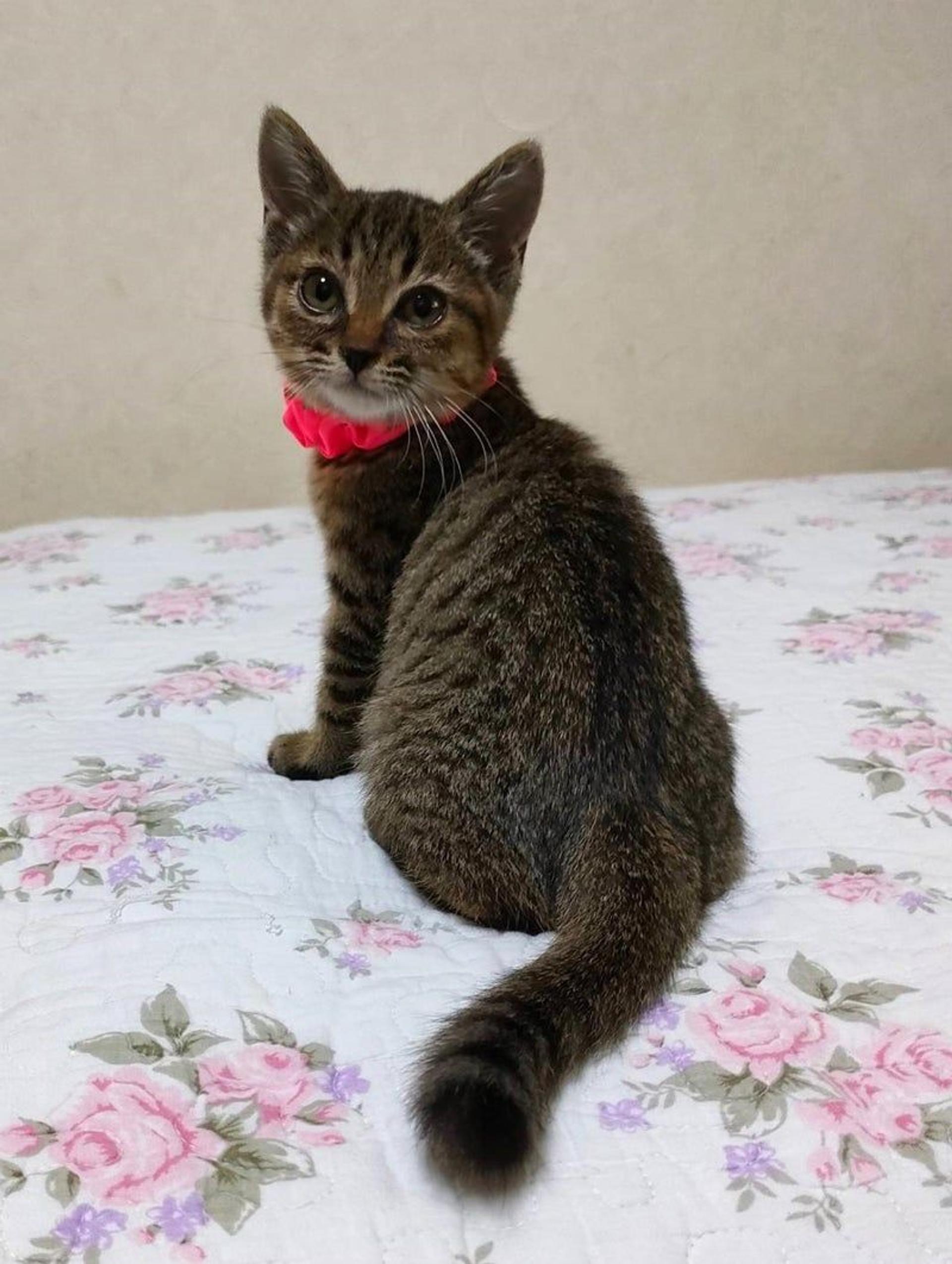 pet-image-3