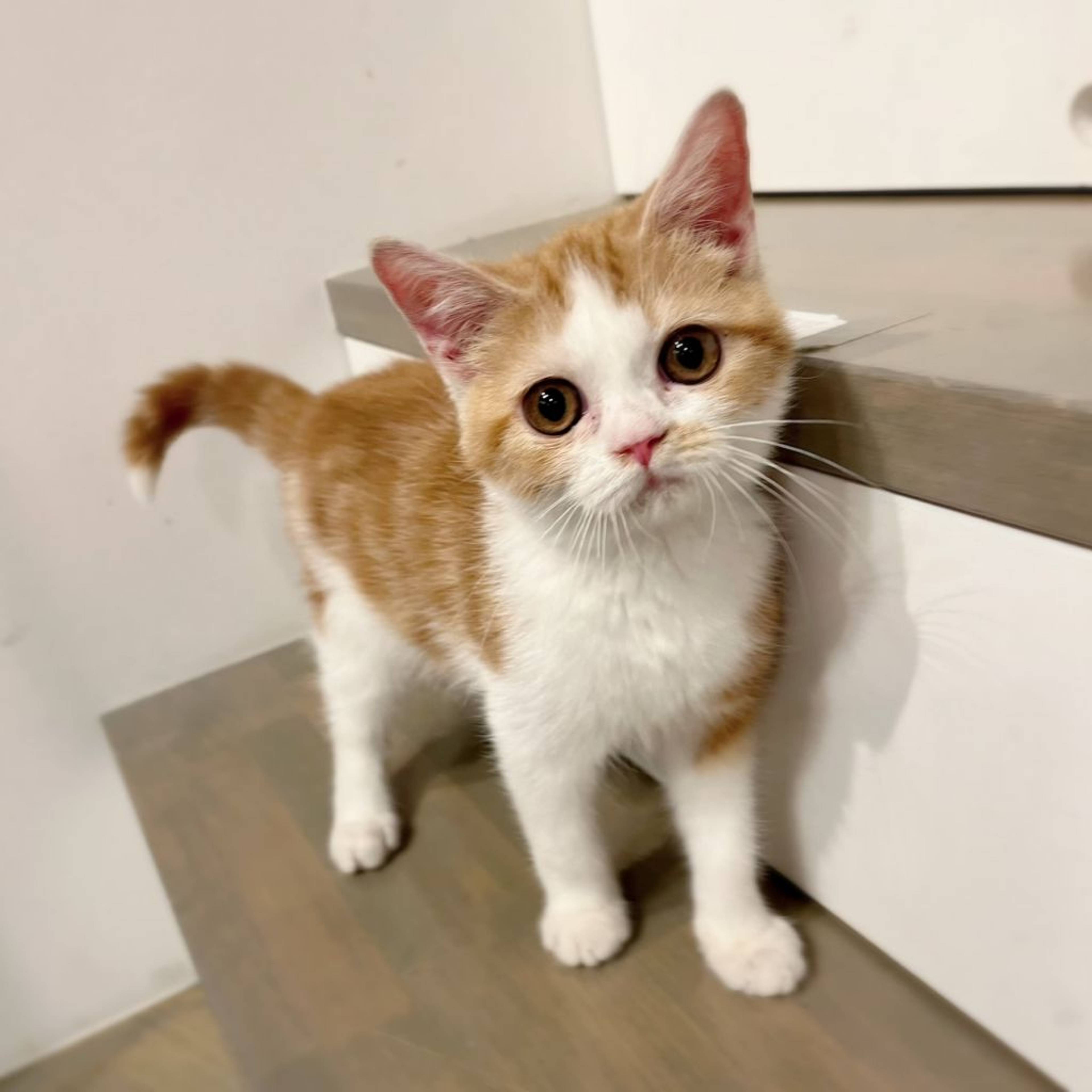 雑種（ミックス猫）・オスの里親募集の写真