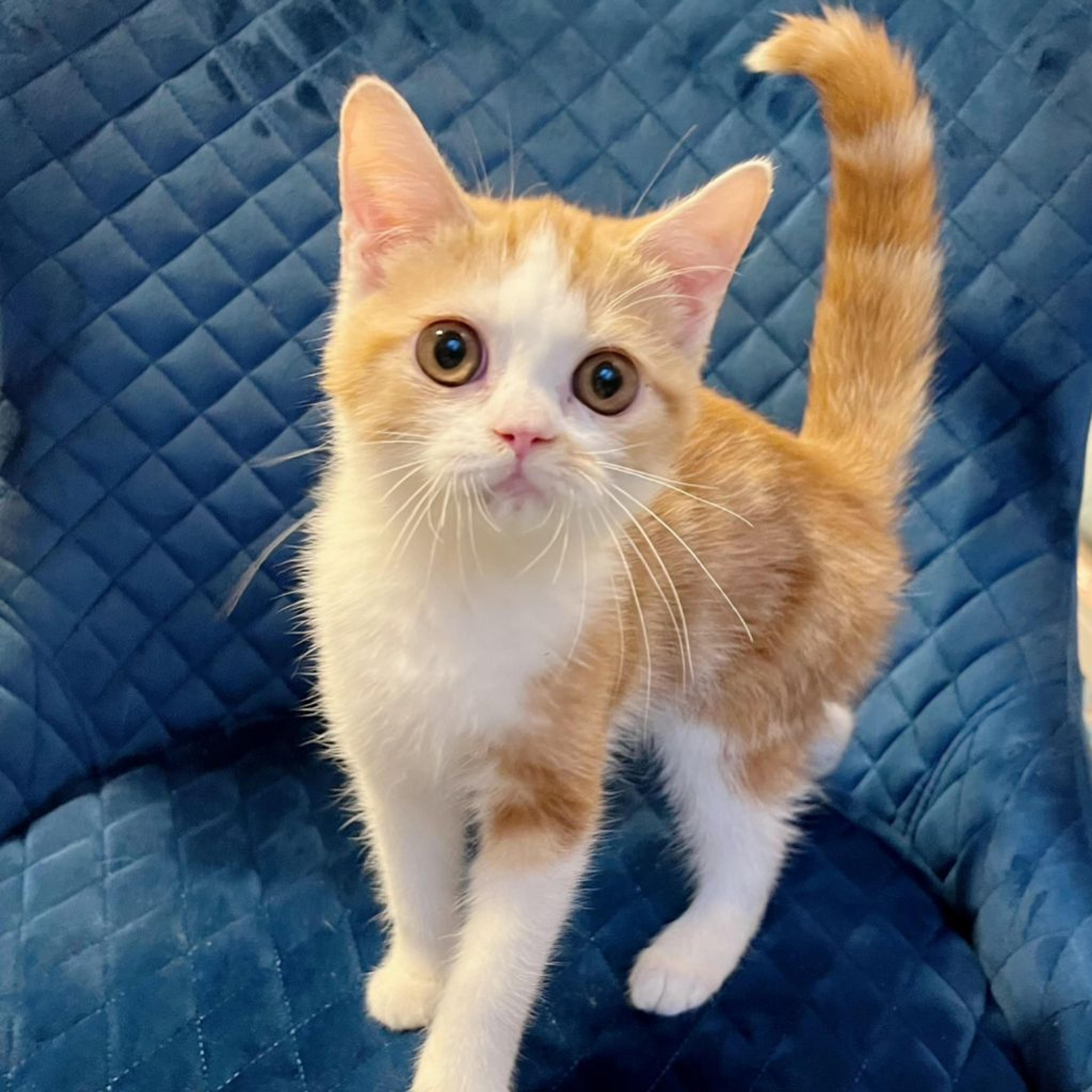 pet-image-3