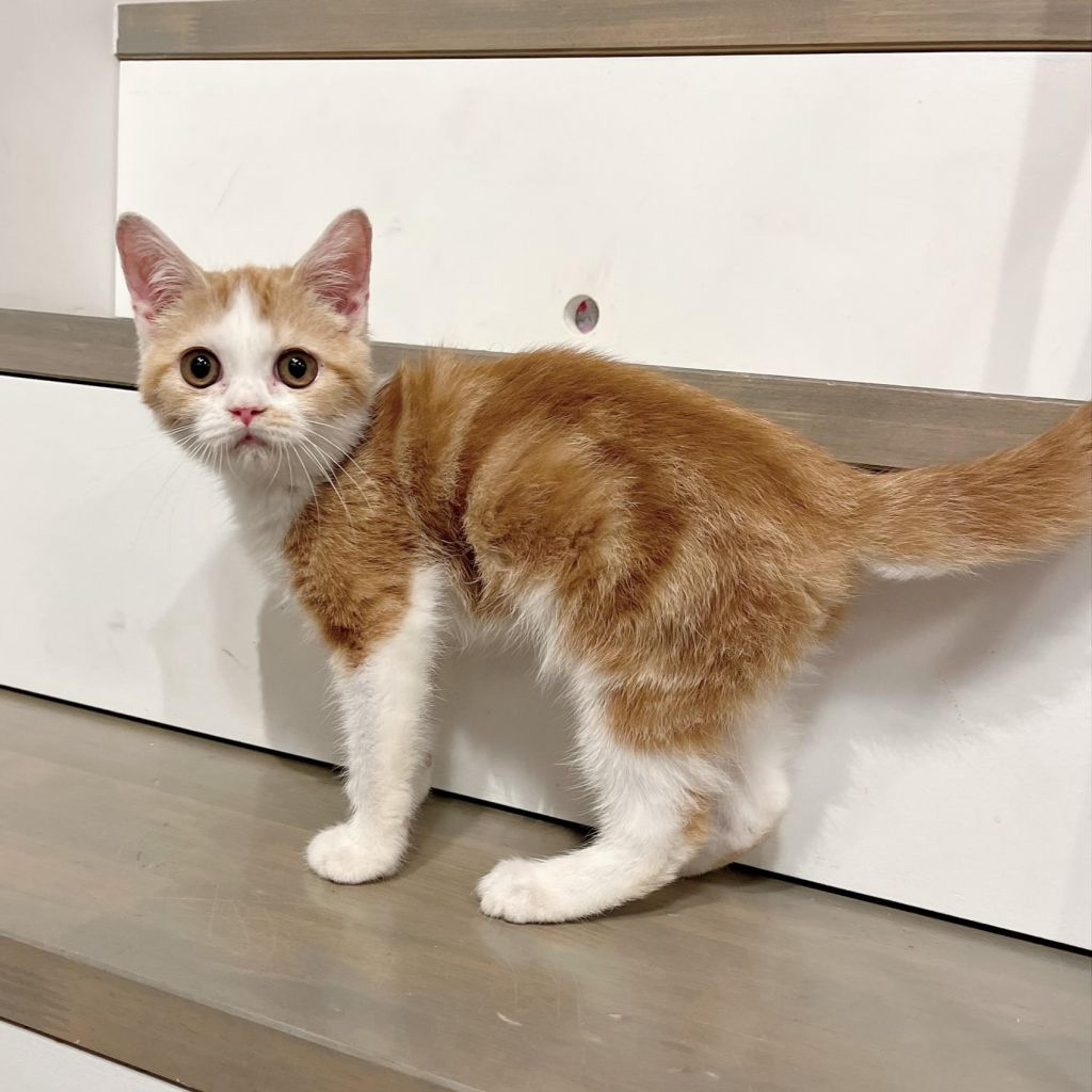 pet-image-4