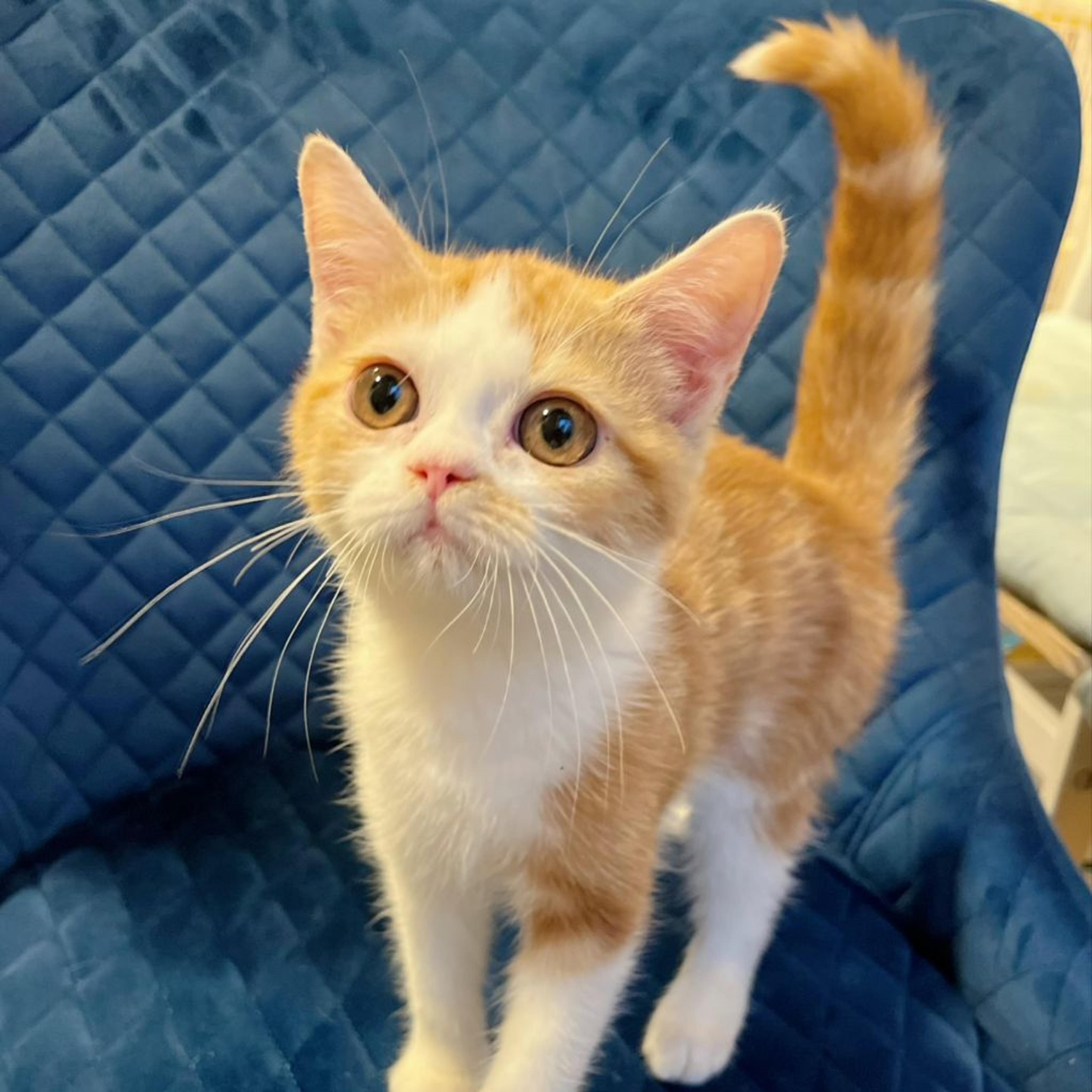 pet-image-5