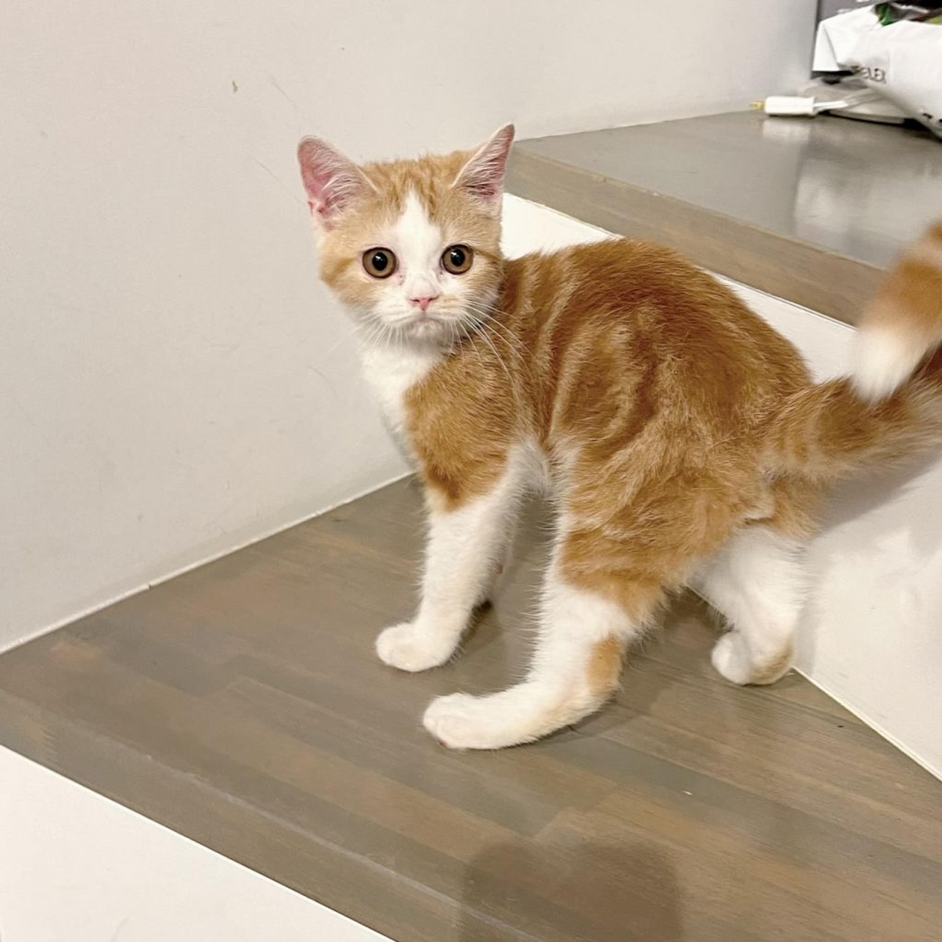 pet-image-6