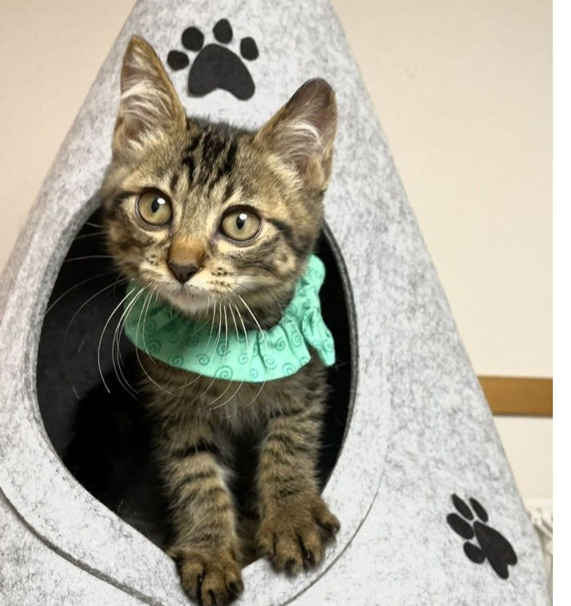 雑種（ミックス猫）・オスの里親募集の写真