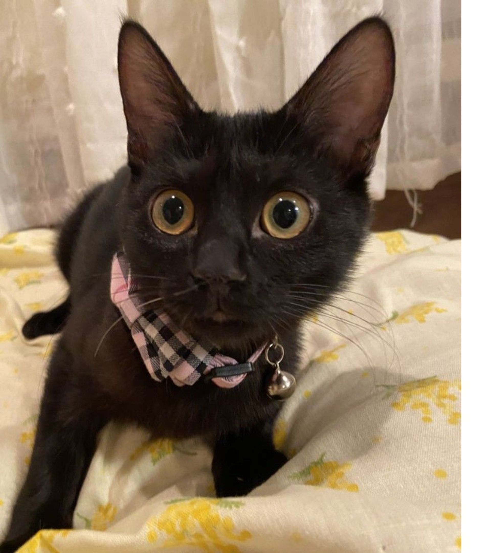 雑種（ミックス猫）・メスの里親募集の写真