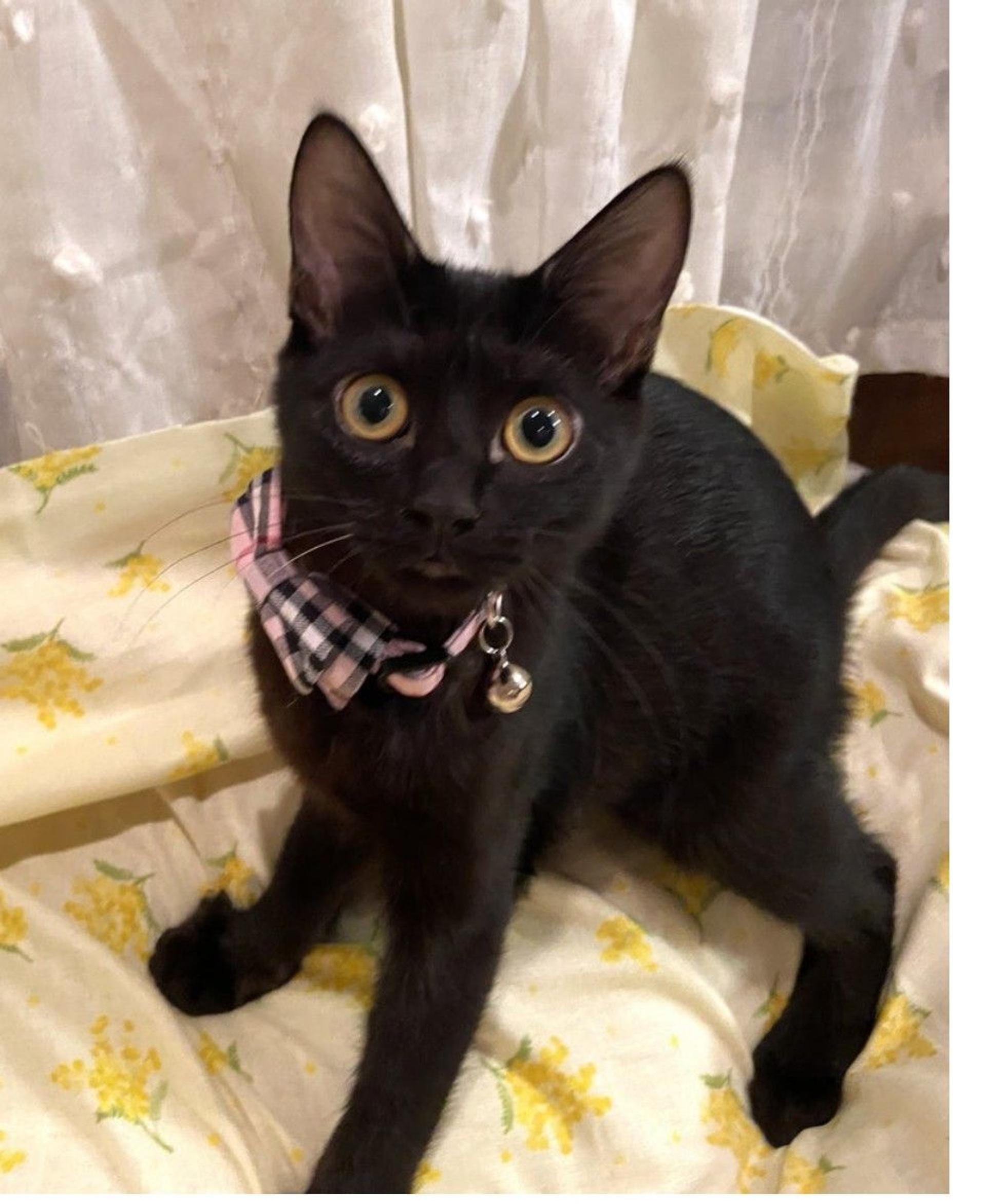 pet-image-2