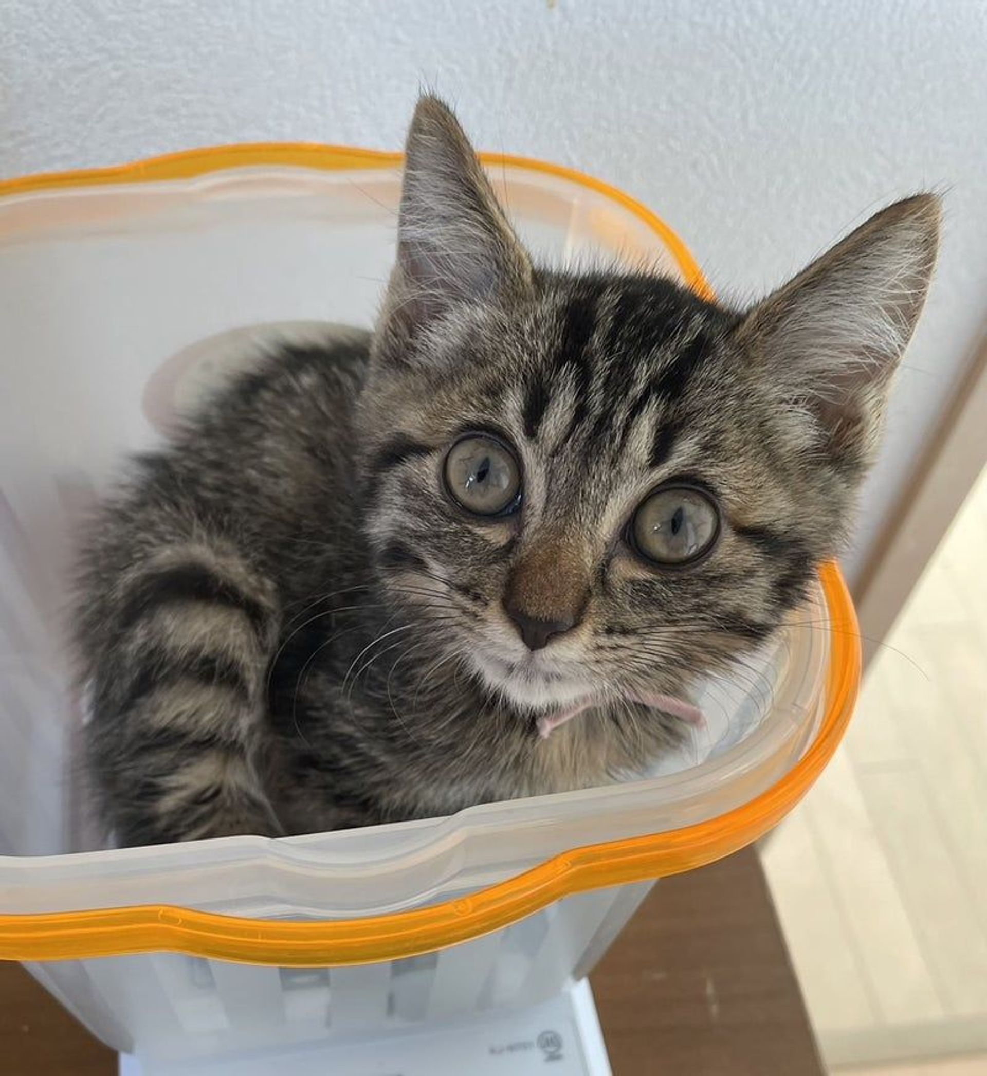 雑種（ミックス猫）・メスの里親募集の写真