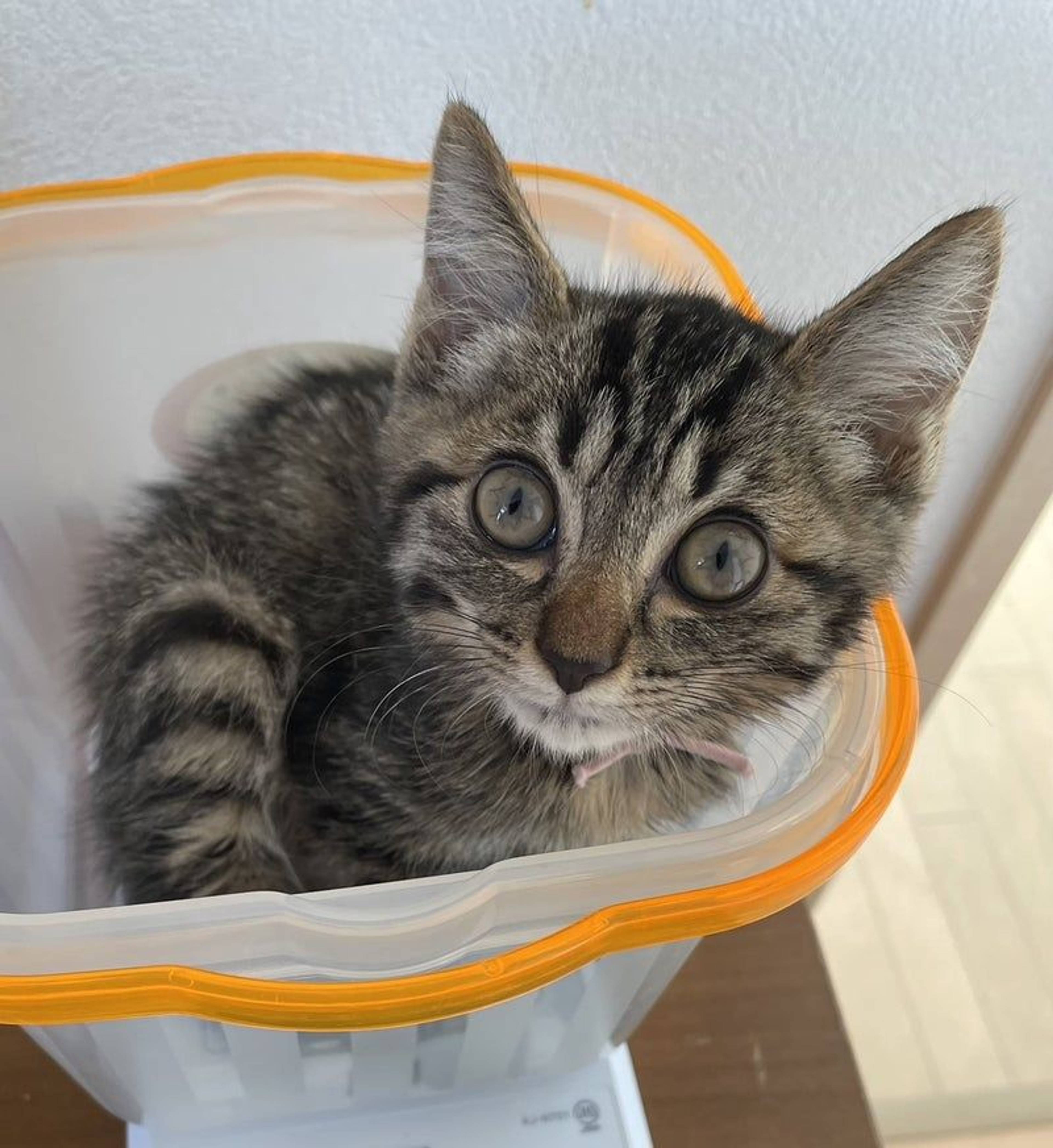 雑種（ミックス猫）・メスの里親募集の写真