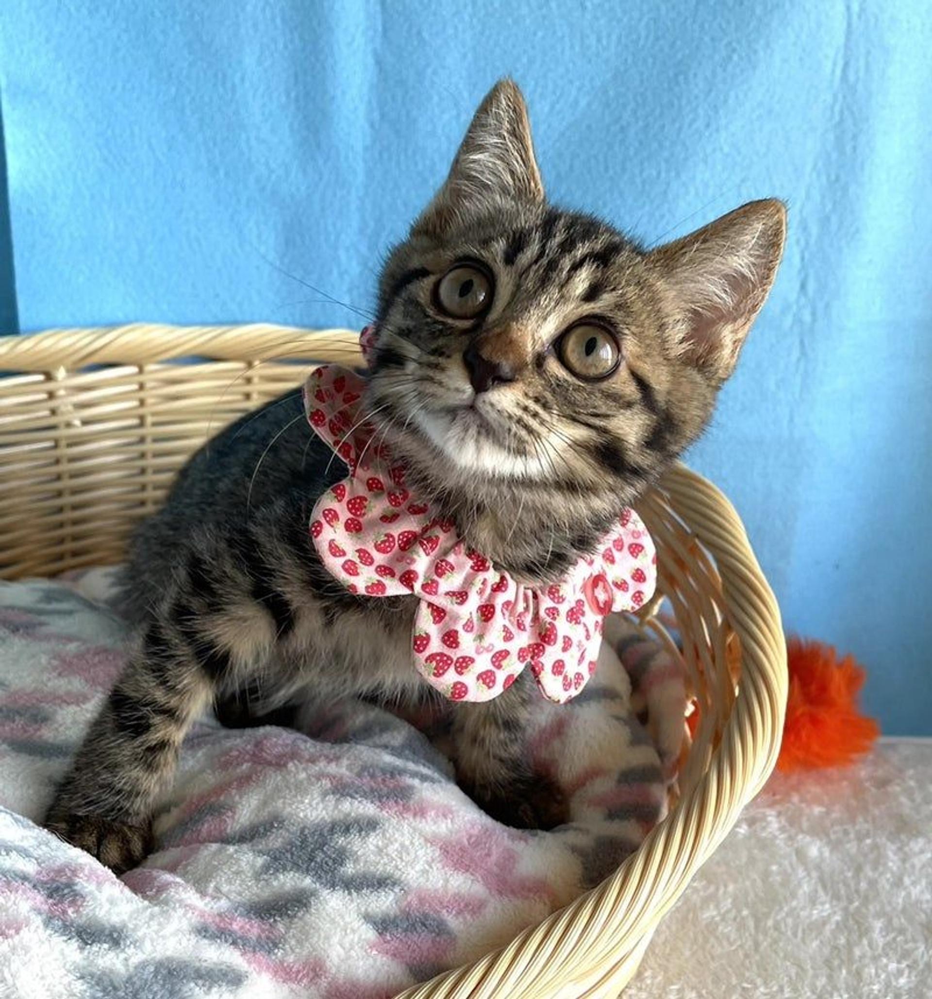 pet-image-2
