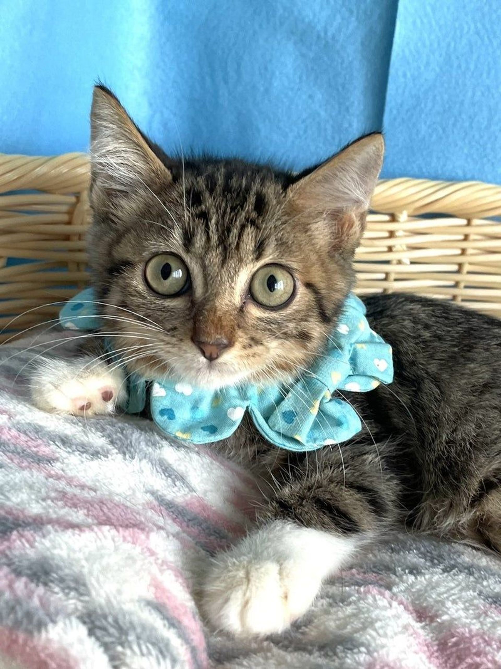 雑種（ミックス猫）・オスの里親募集の写真
