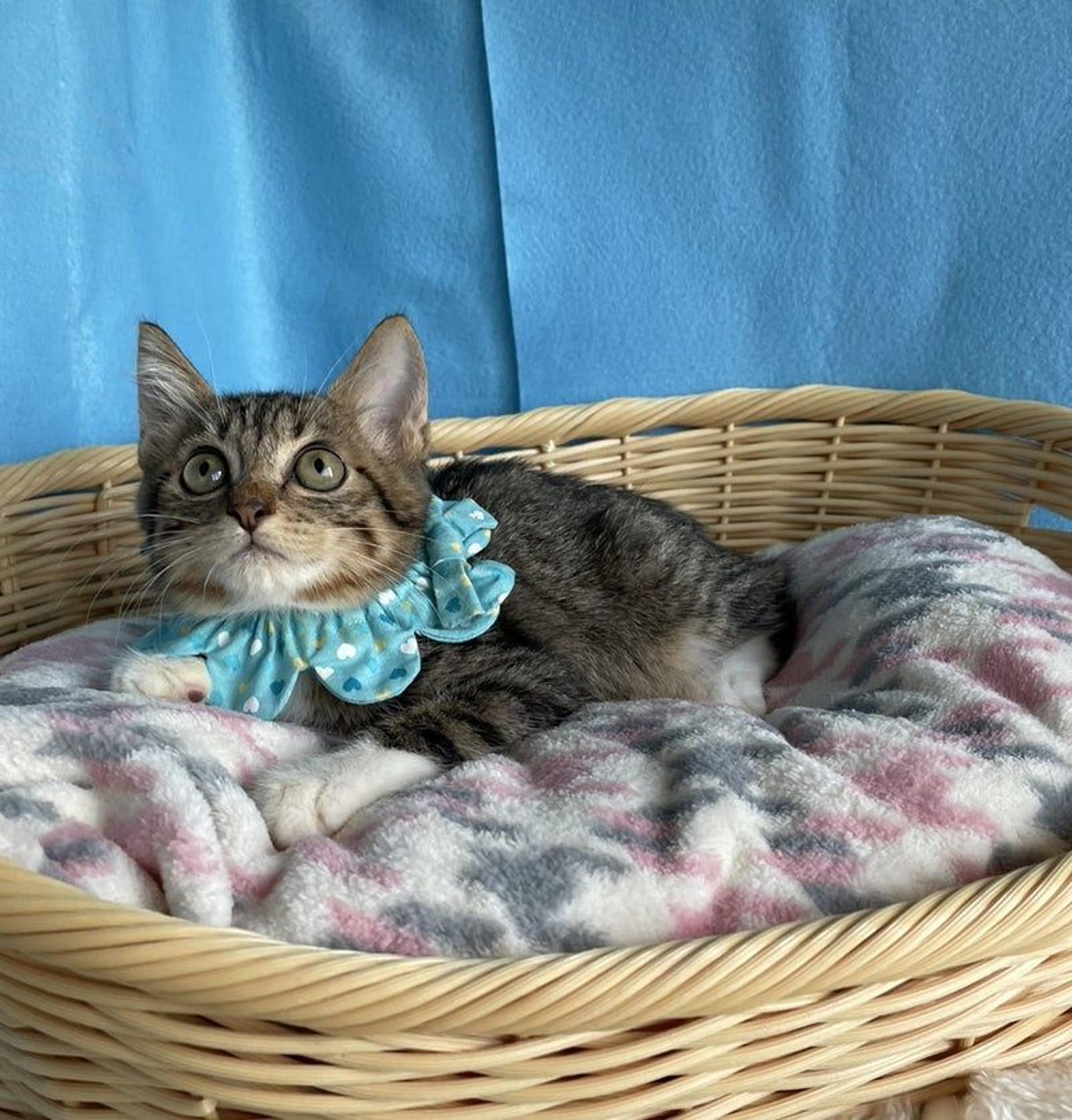 pet-image-2