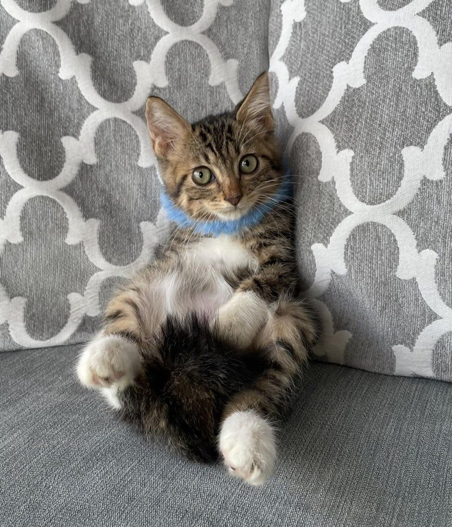 pet-image-3