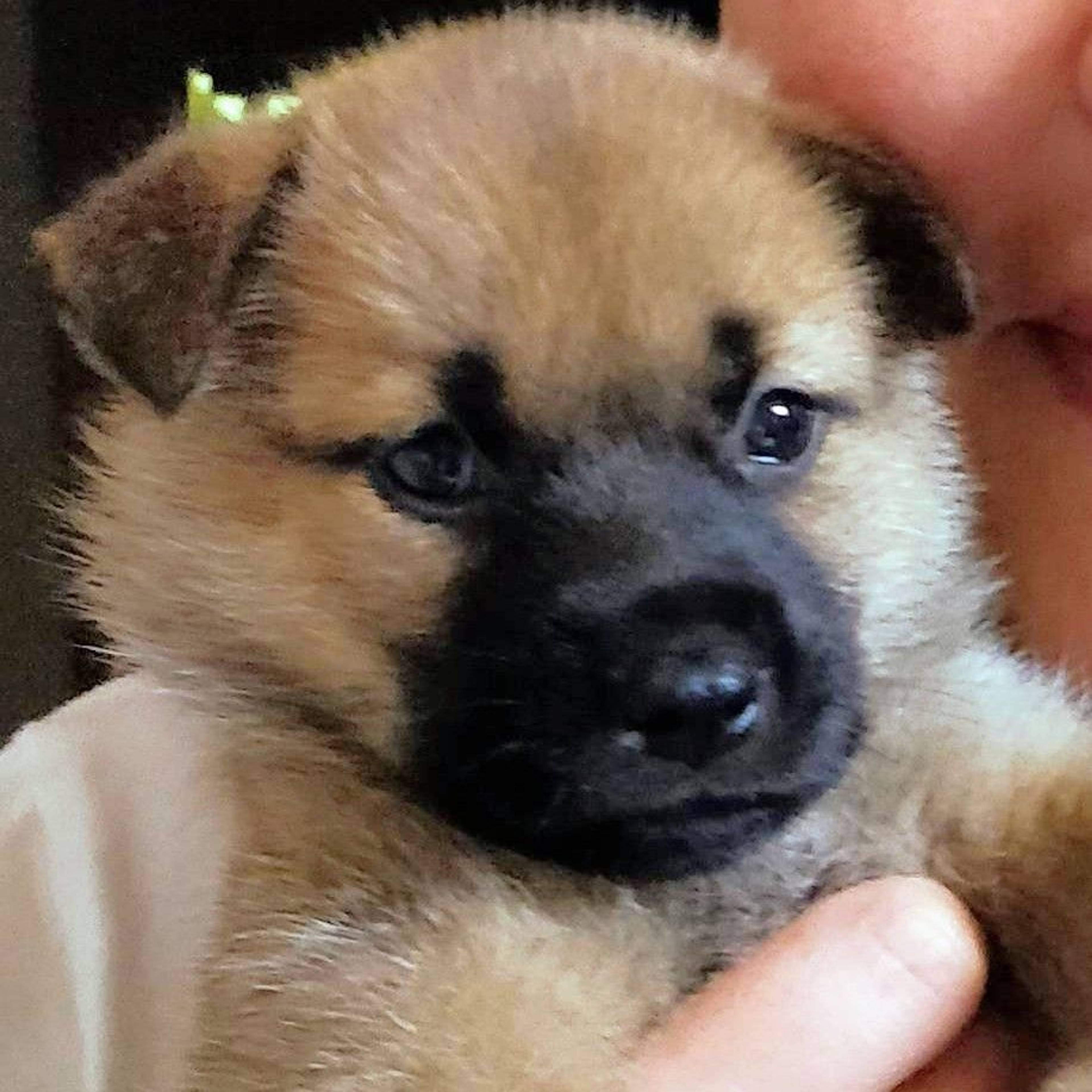 雑種（ミックス犬）・メスの里親募集の写真