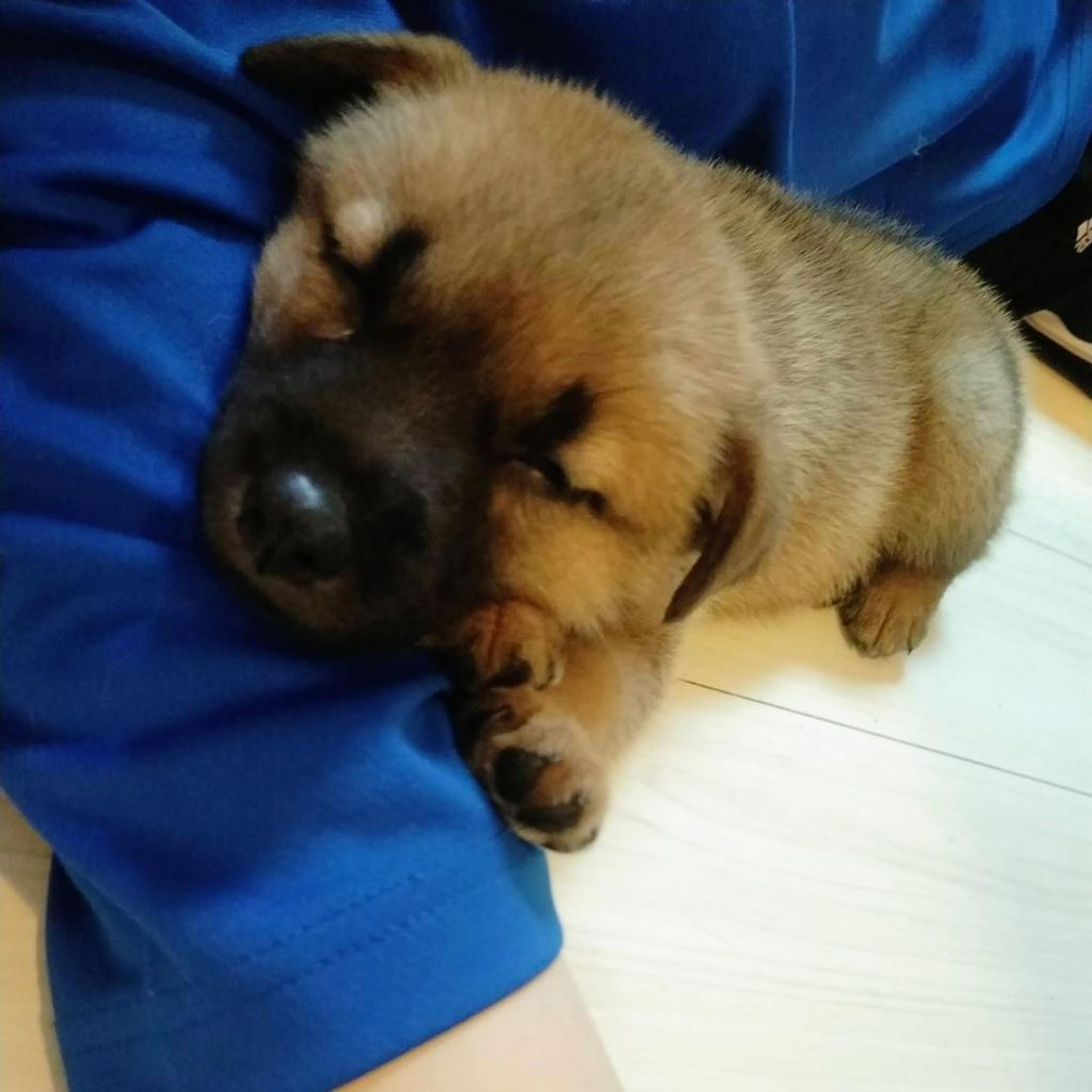 pet-image-2