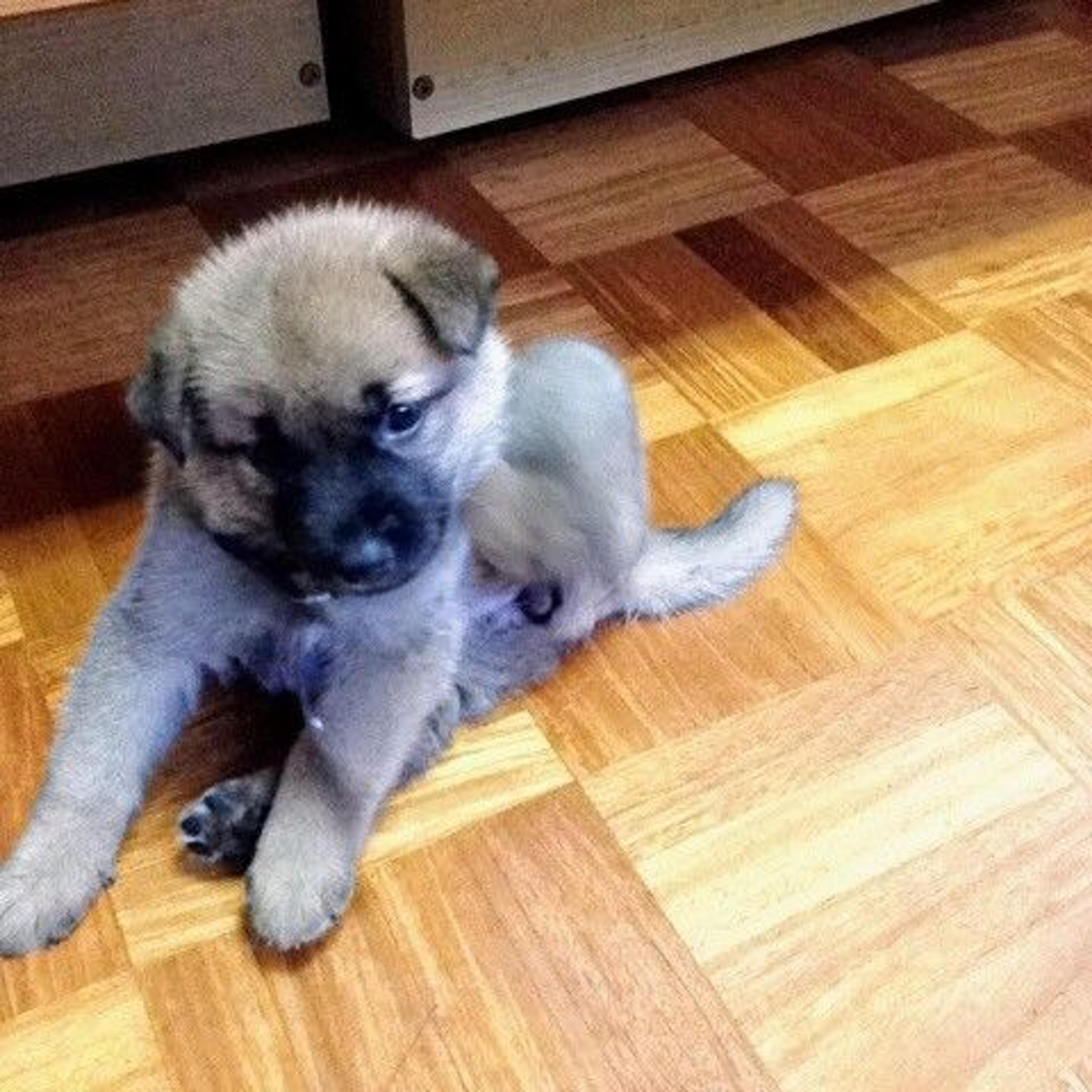 pet-image-3