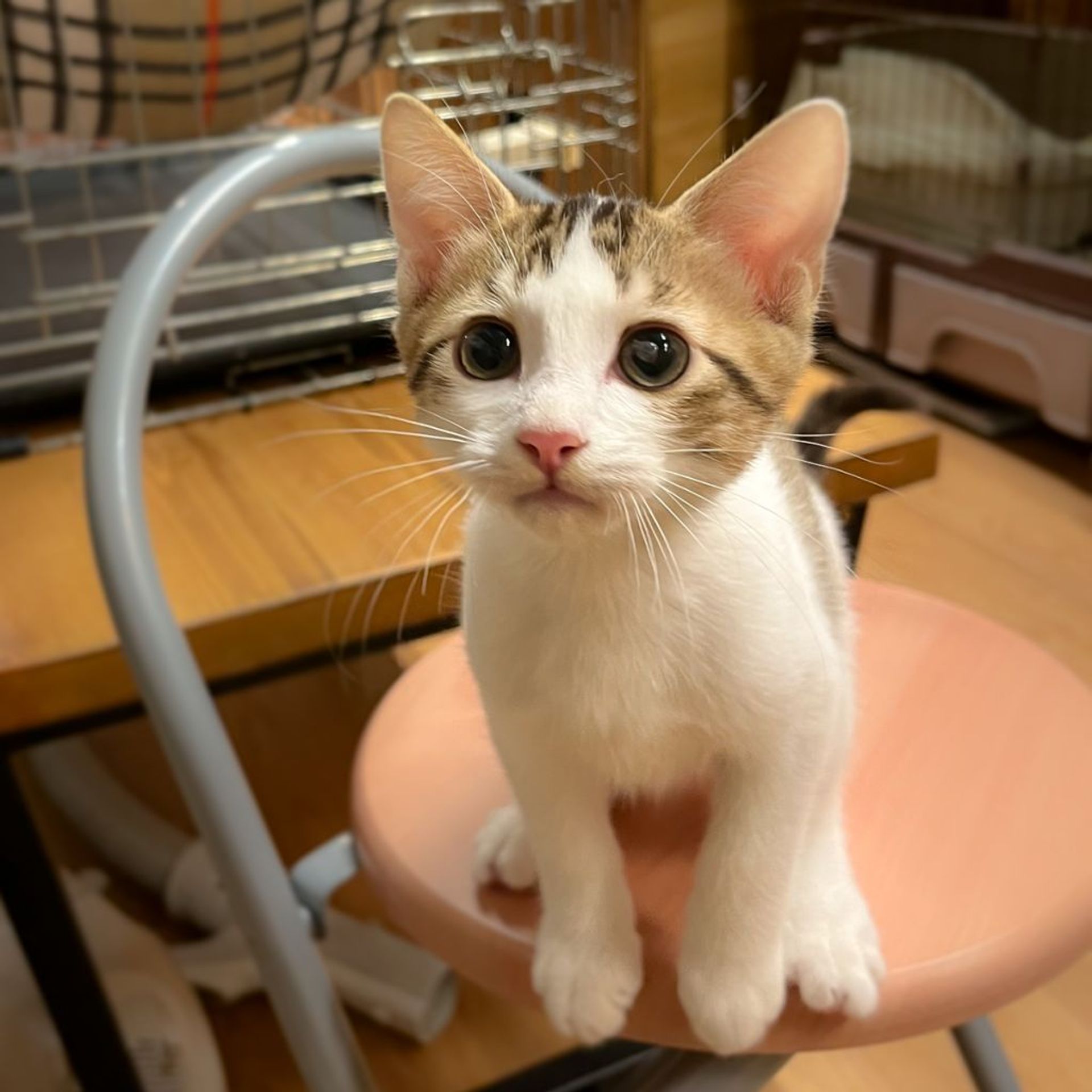 雑種（ミックス猫）・オスの里親募集の写真