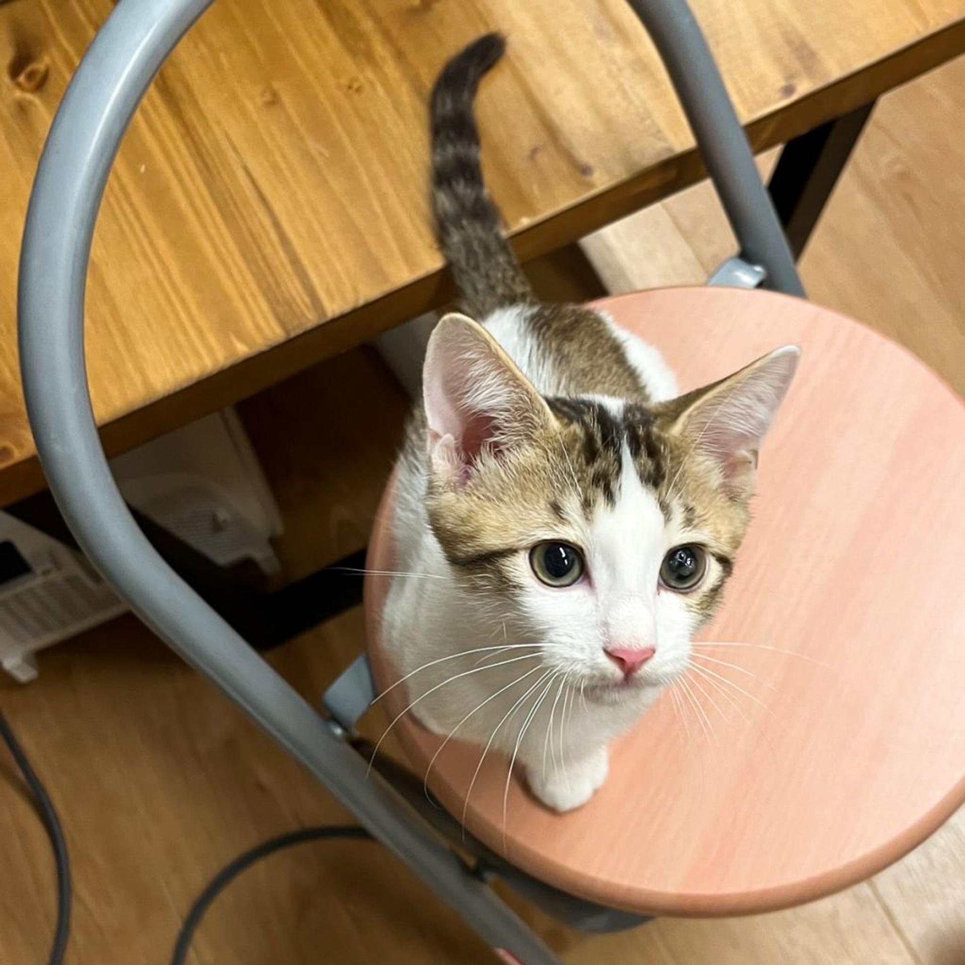 pet-image-2
