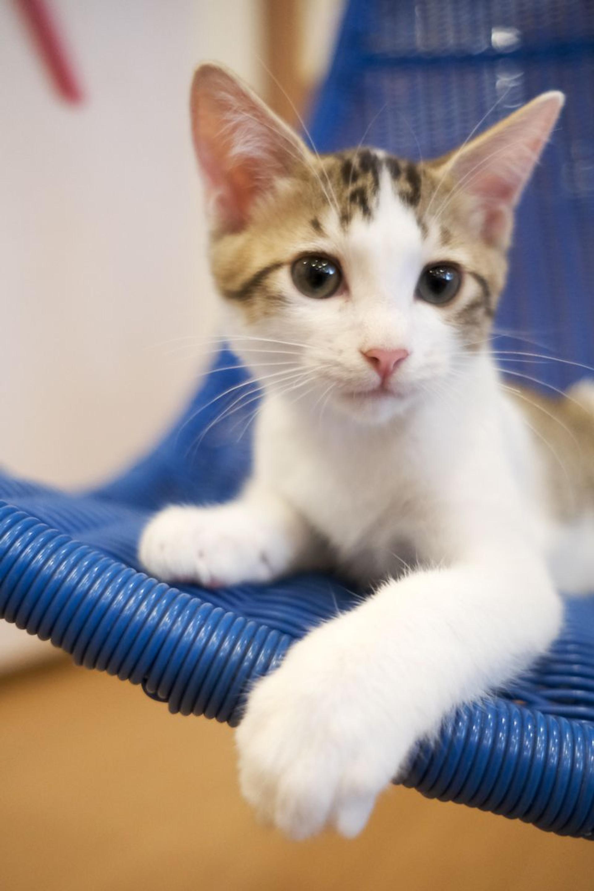 pet-image-5